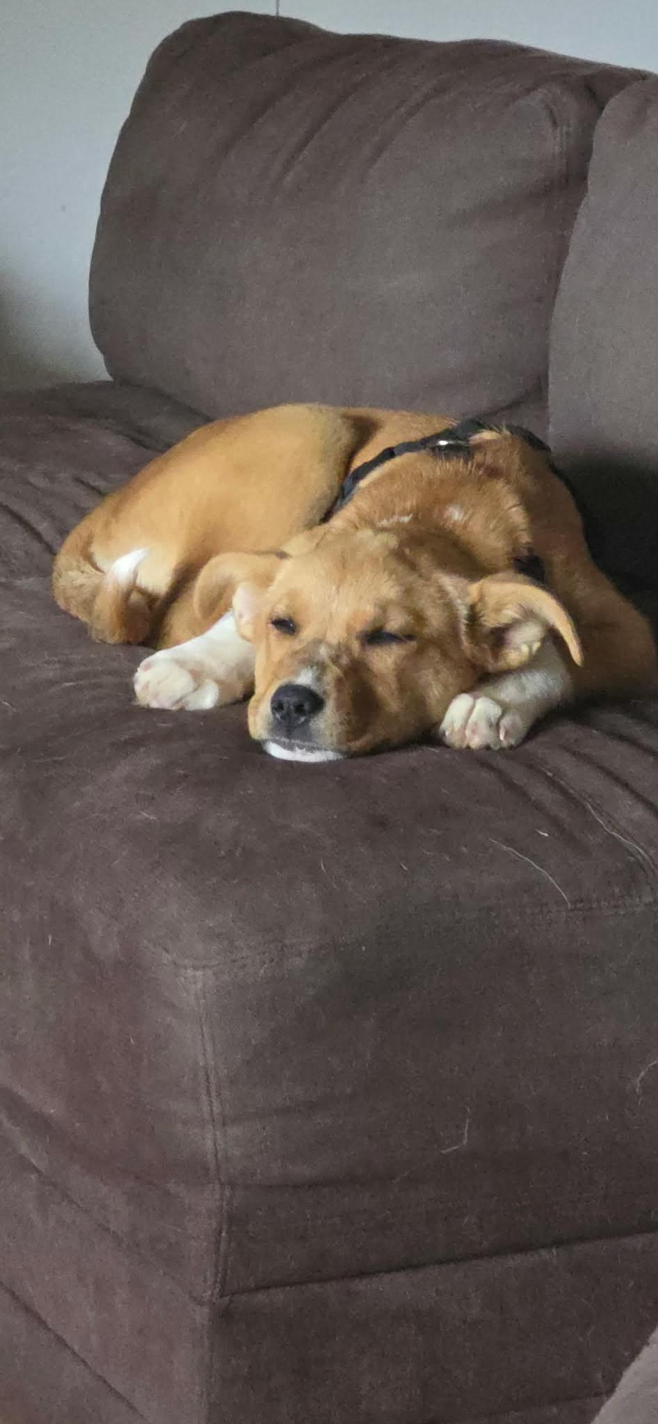 Enlarge Honey Bee, a ADOPTABLE mixed breed in Hilham, TN image 5/6