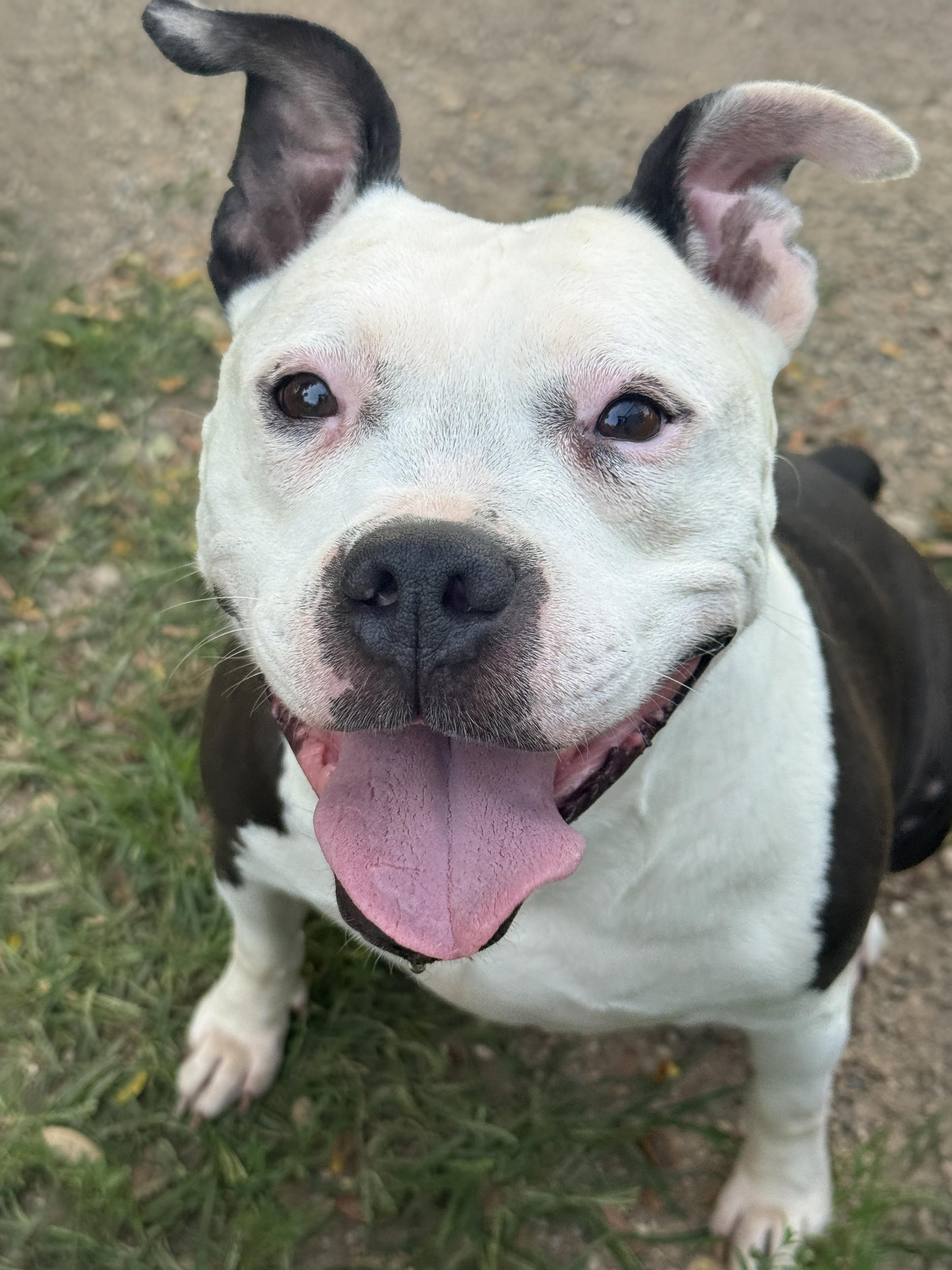Enlarge Nora, a Adopted mixed breed in Anderson, IN image 2/3
