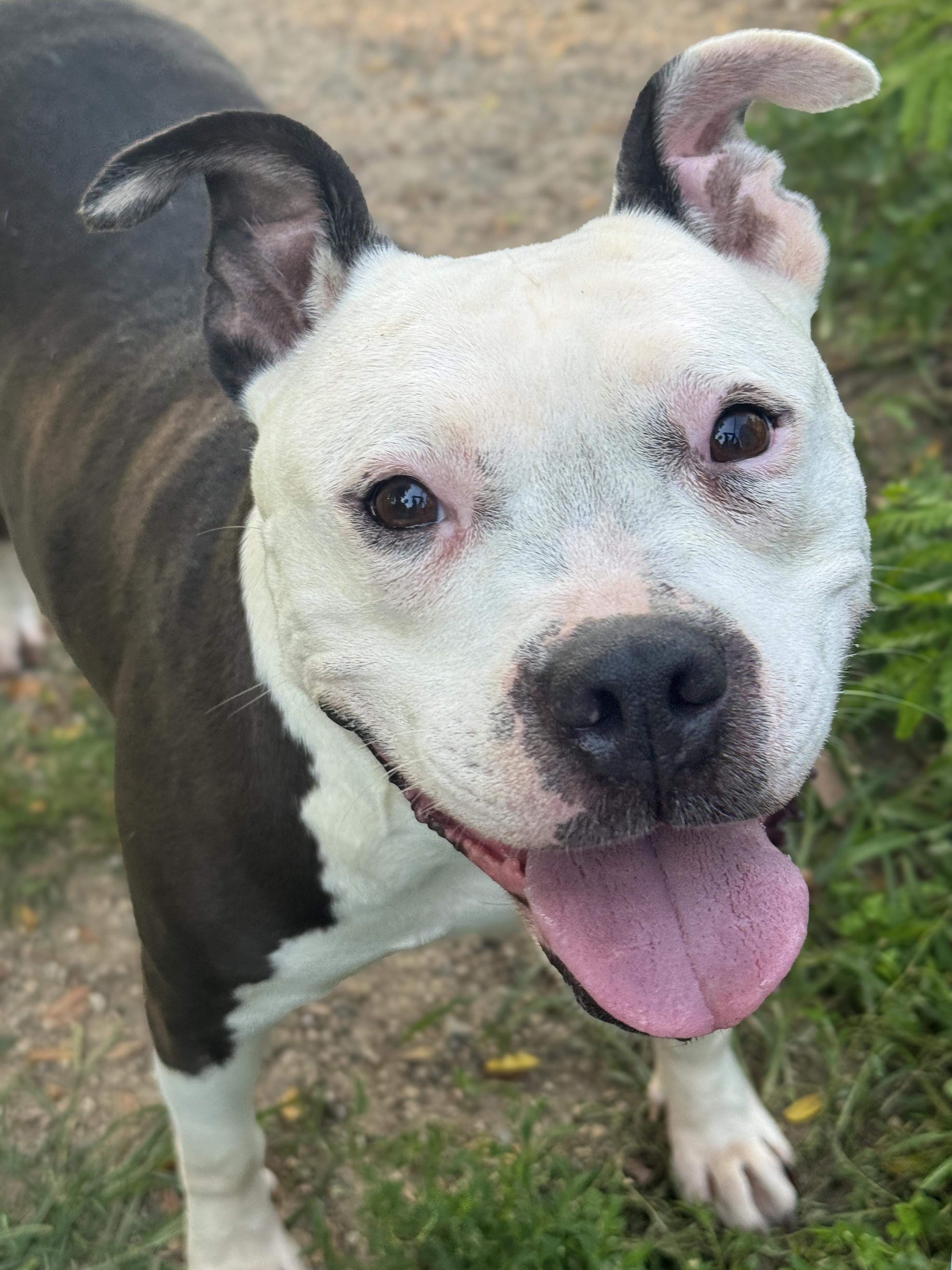 Nora, ADOPTABLE, Adult Female Bulldog.