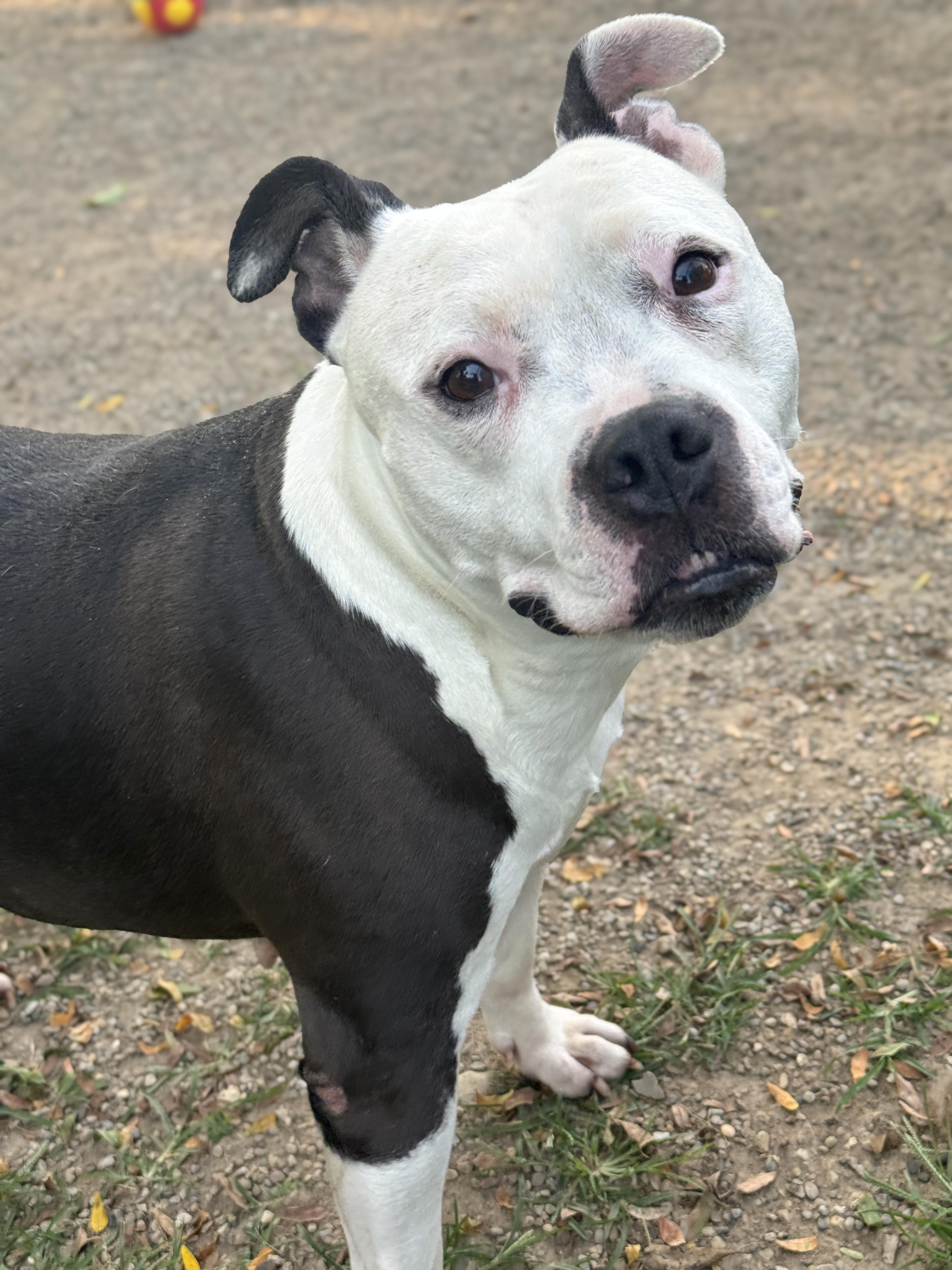 Enlarge Nora, a Adopted mixed breed in Anderson, IN image 3/3