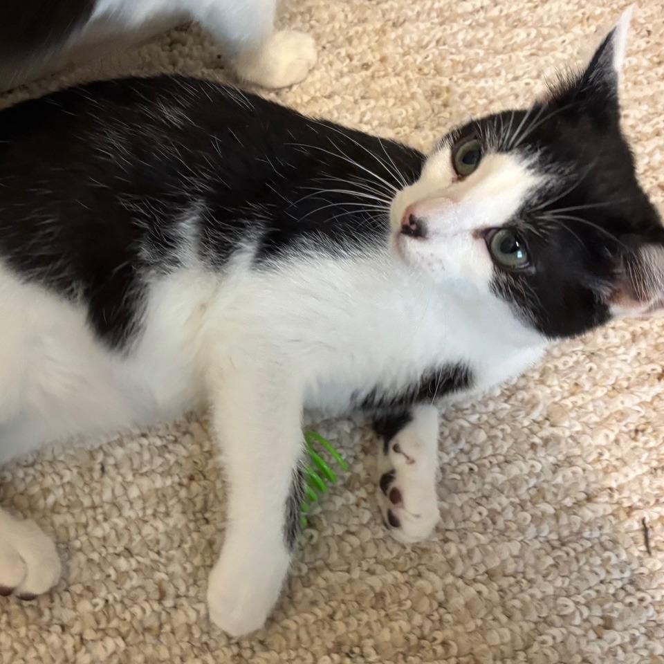 Blueberry Muffin, Adoptable, Kitten Male Domestic Short Hair.