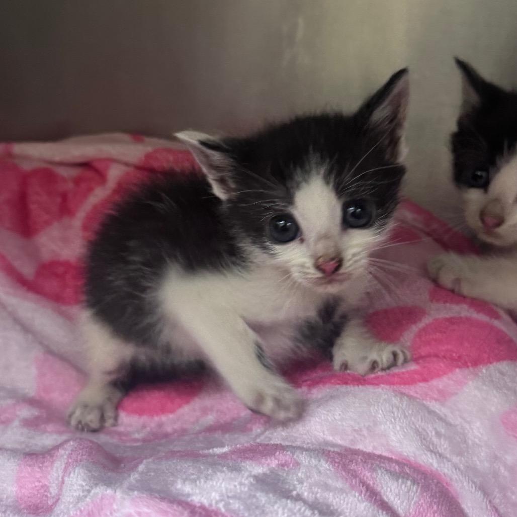 Enlarge Blueberry Muffin, a Adoptable Domestic Short Hair in Winston Salem, NC image 3/4