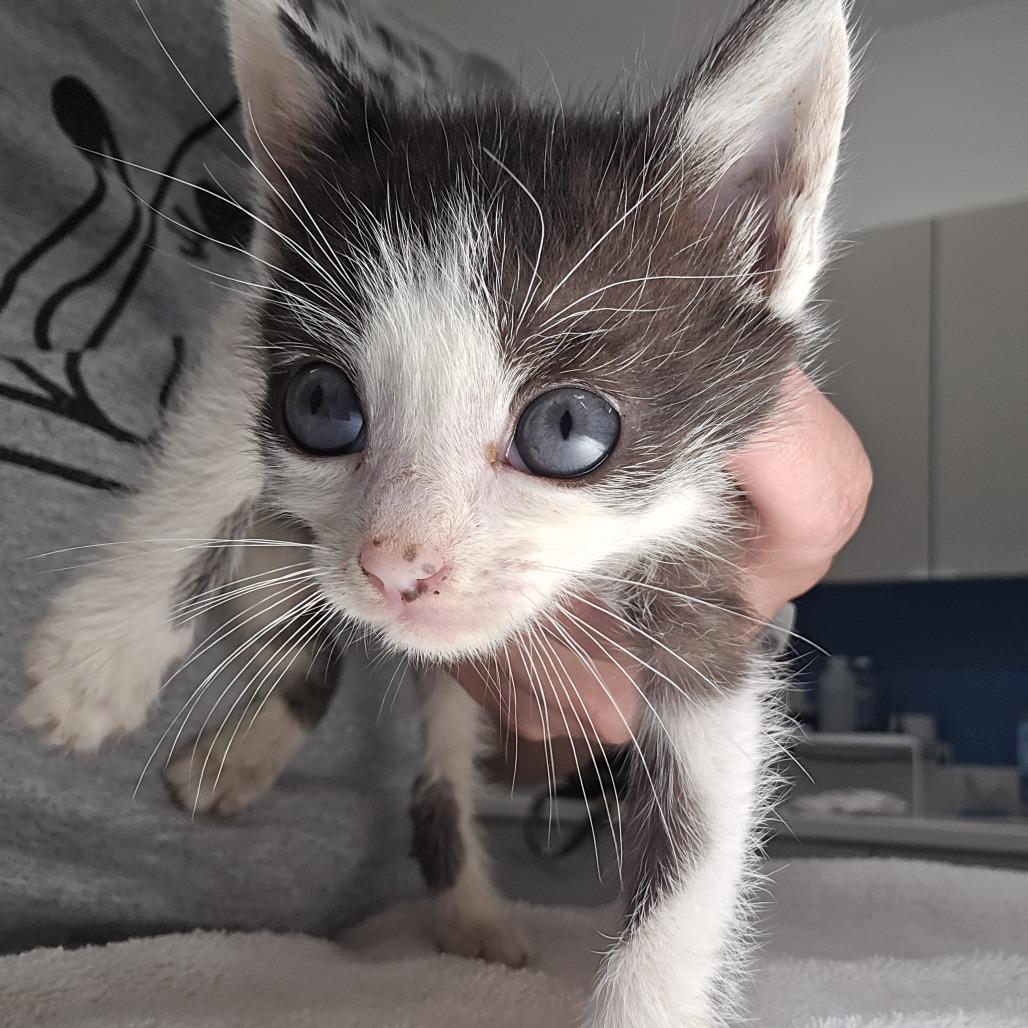 Enlarge Blueberry Muffin, a Adoptable Domestic Short Hair in Winston Salem, NC image 4/4