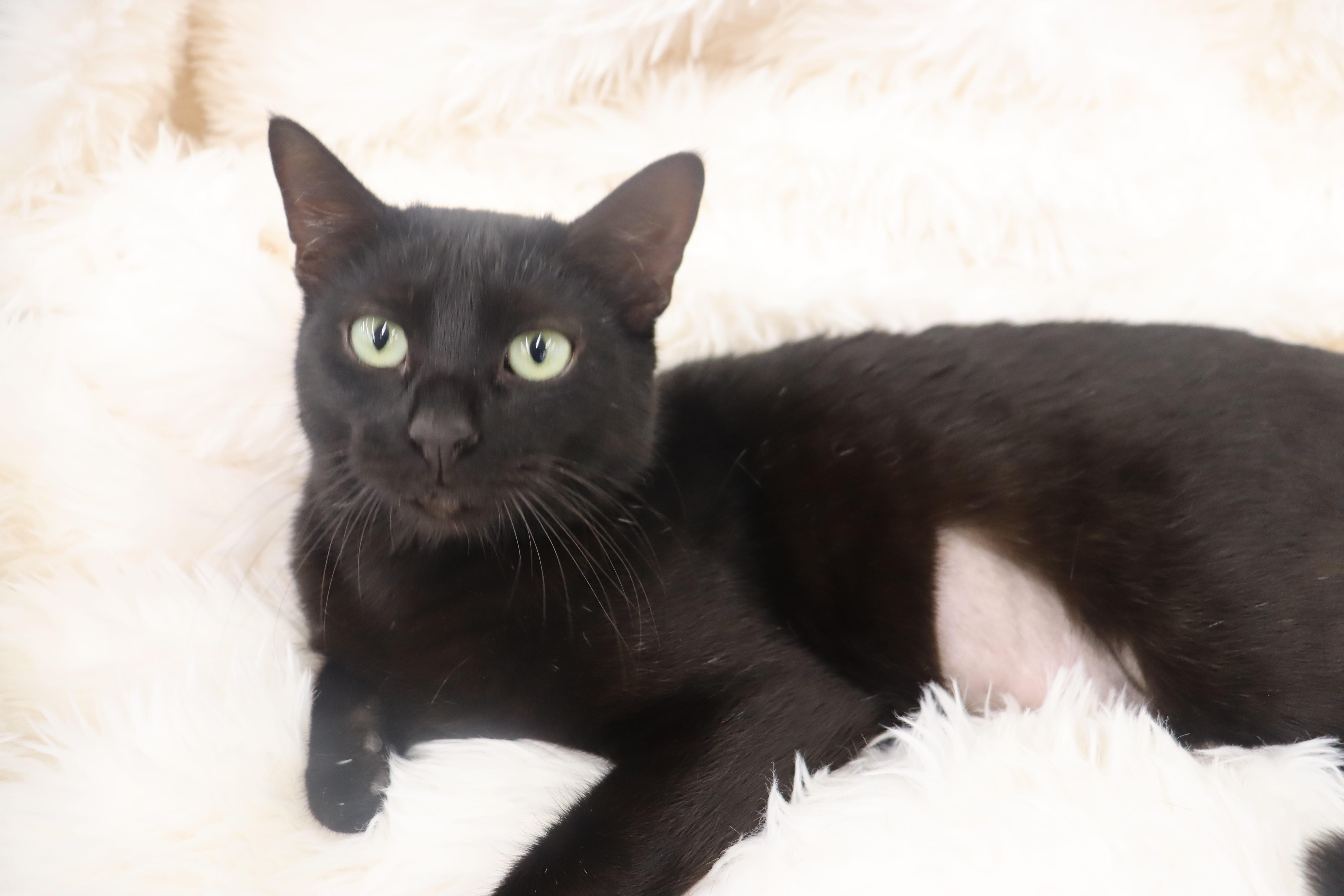 Enlarge Jet - Sweet mini-panther, an adopted mixed breed in League City, TX image 2/5