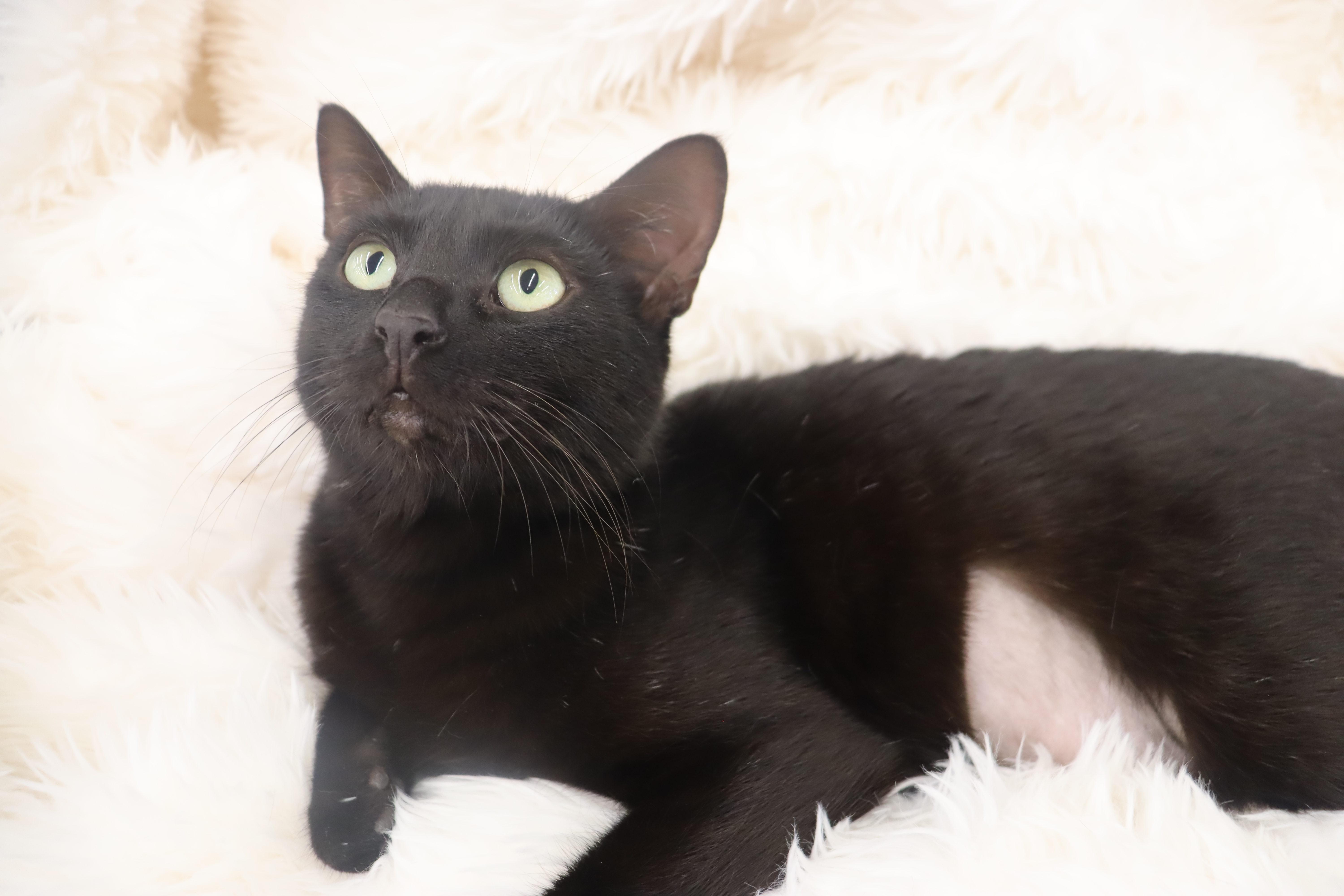 Enlarge Jet - Sweet mini-panther, an adopted mixed breed in League City, TX image 3/5