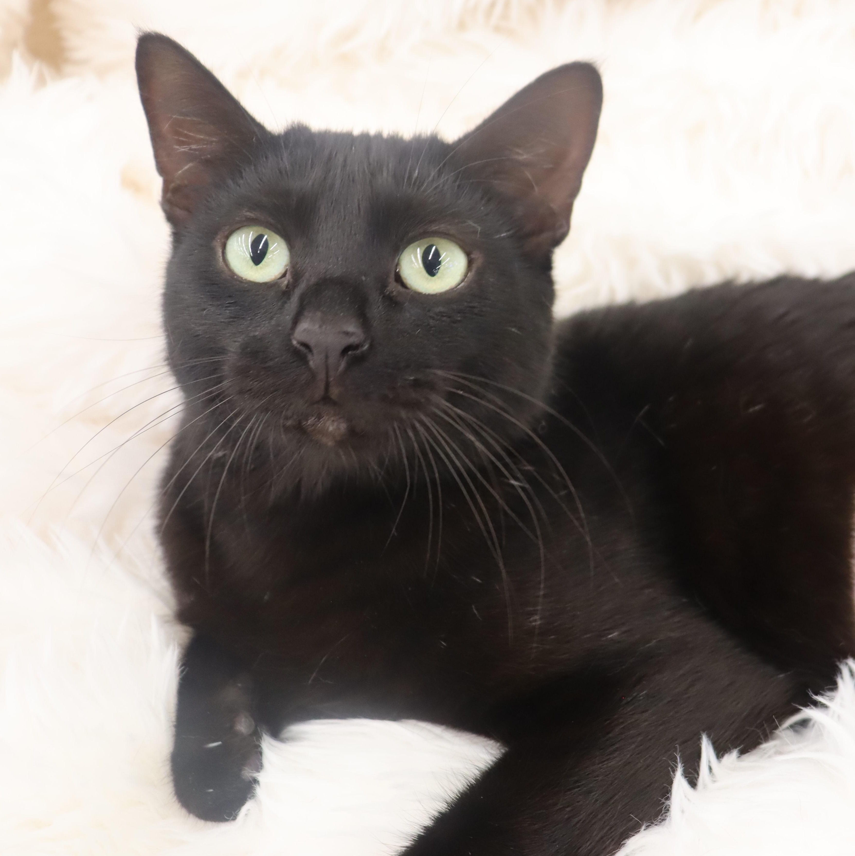 Jet - Sweet mini-panther, adopted, Young Female Domestic Short Hair & Bombay.