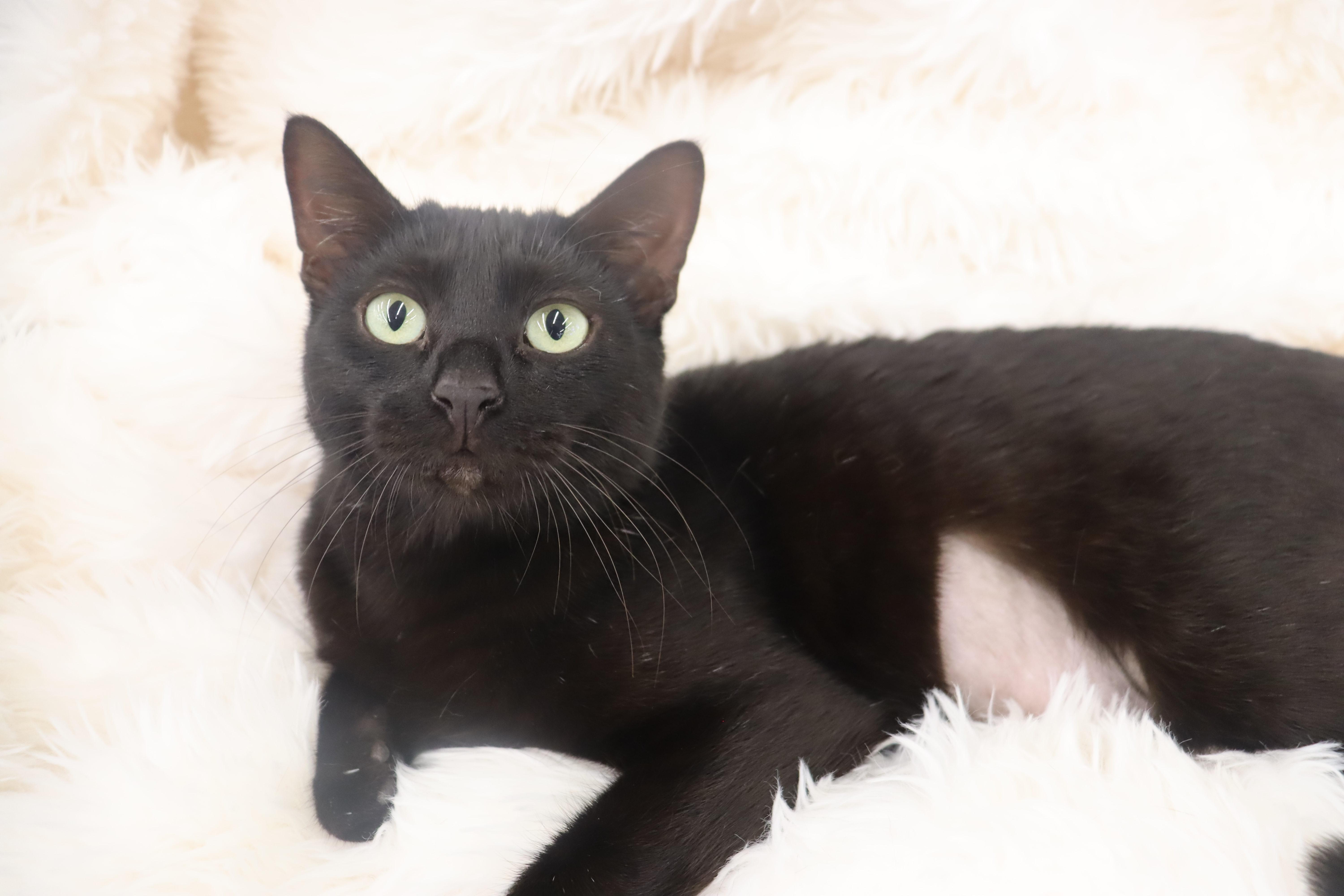 Enlarge Jet - Sweet mini-panther, an adopted mixed breed in League City, TX image 4/5