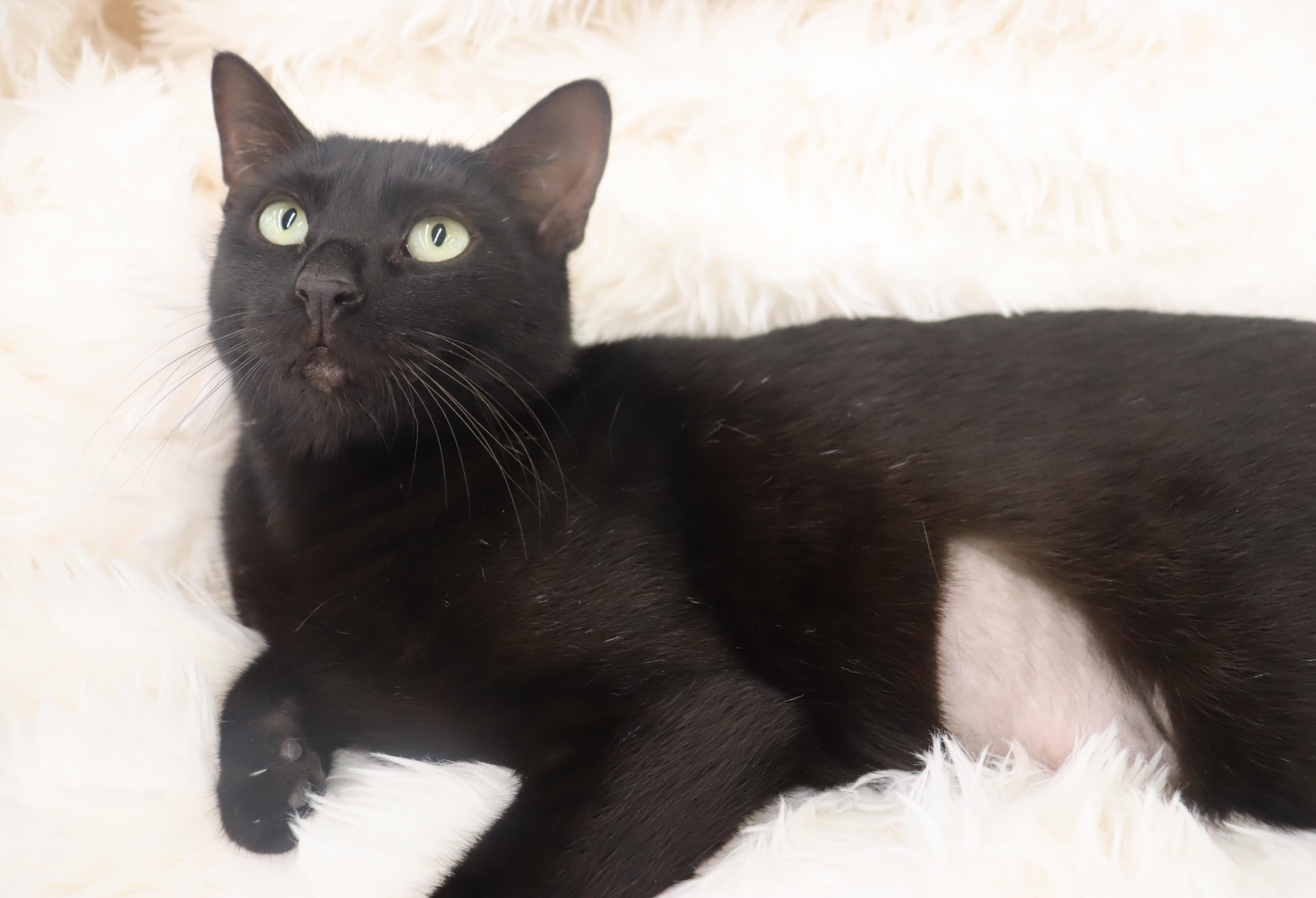 Enlarge Jet - Sweet mini-panther, an adopted mixed breed in League City, TX image 5/5