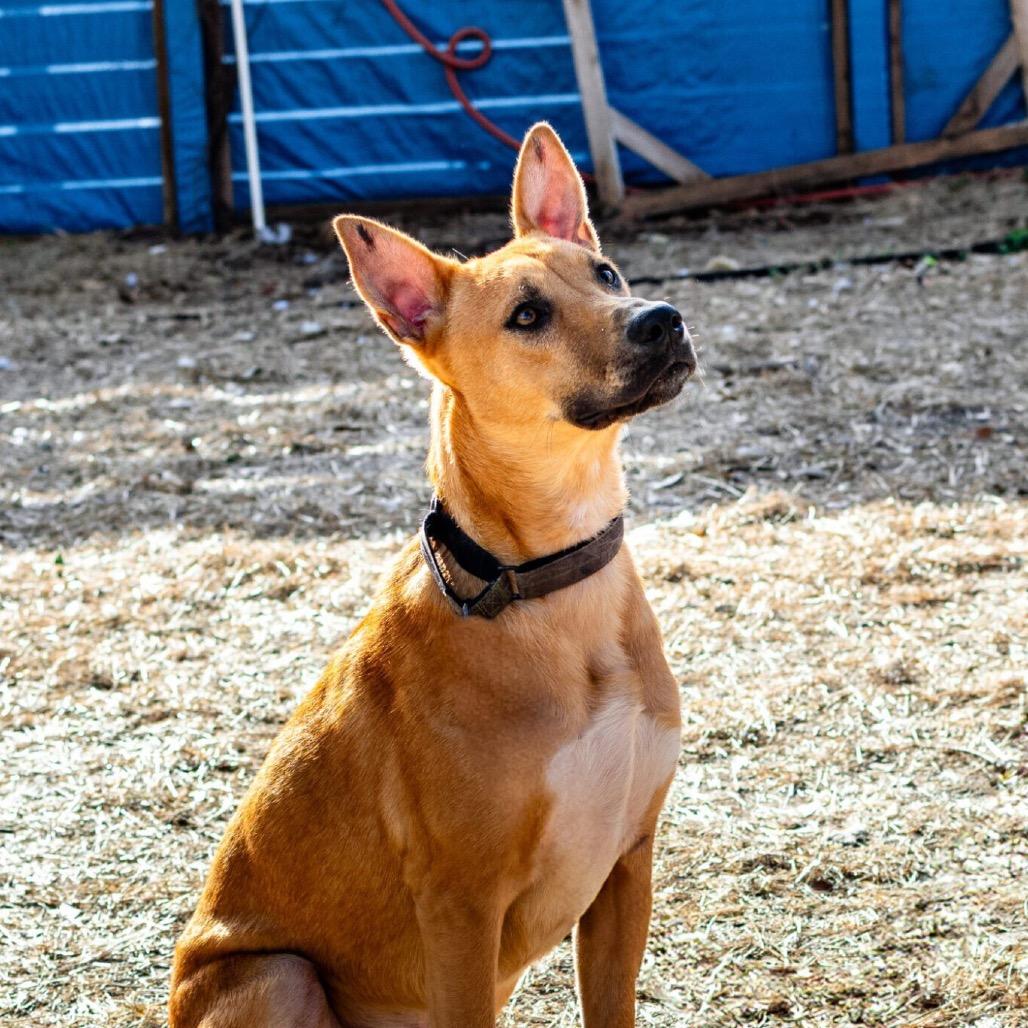 Declyn, Adoptable, Adult Male Mixed Breed.