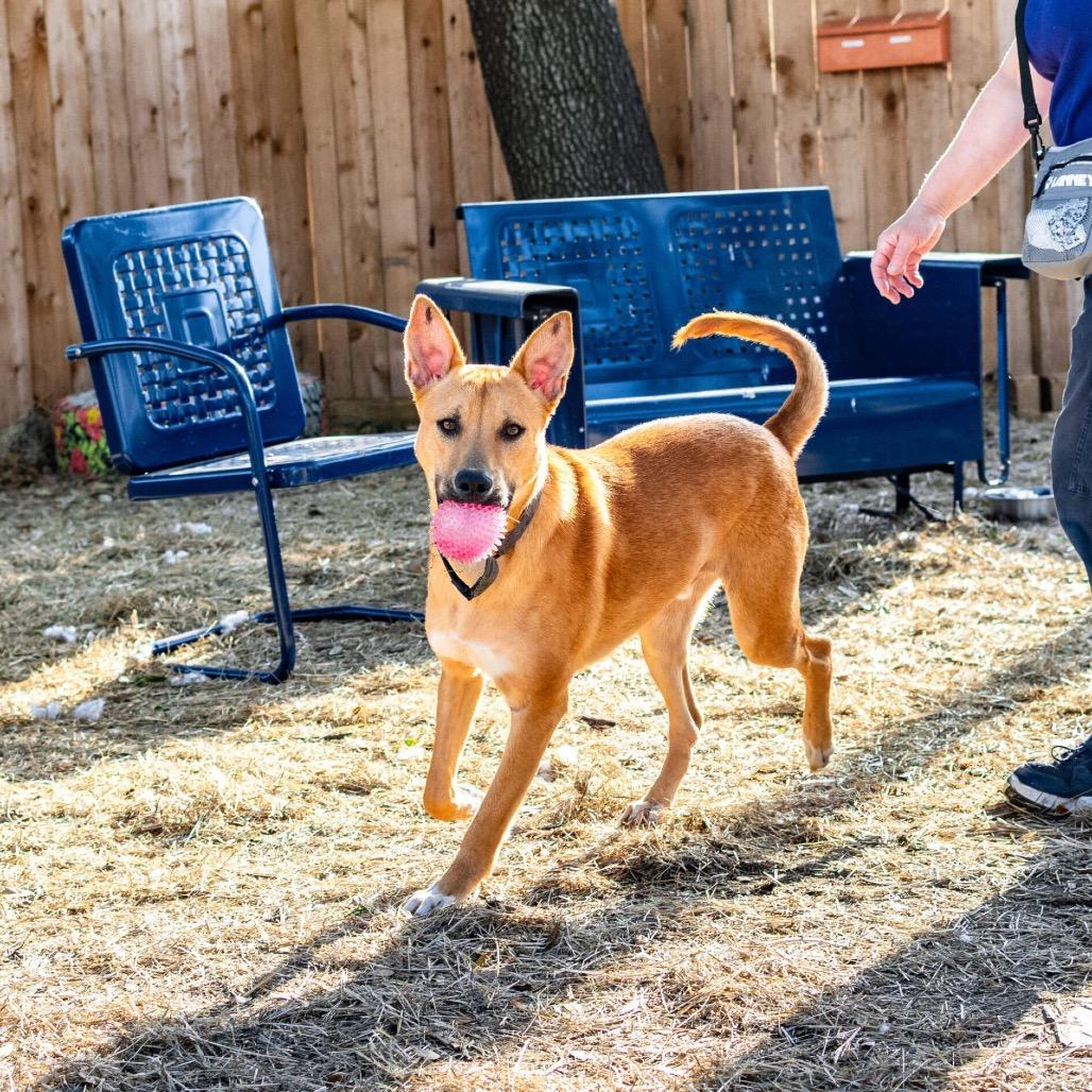 Enlarge Declyn, a Adoptable Mixed Breed in Colorado Springs, CO image 2/6