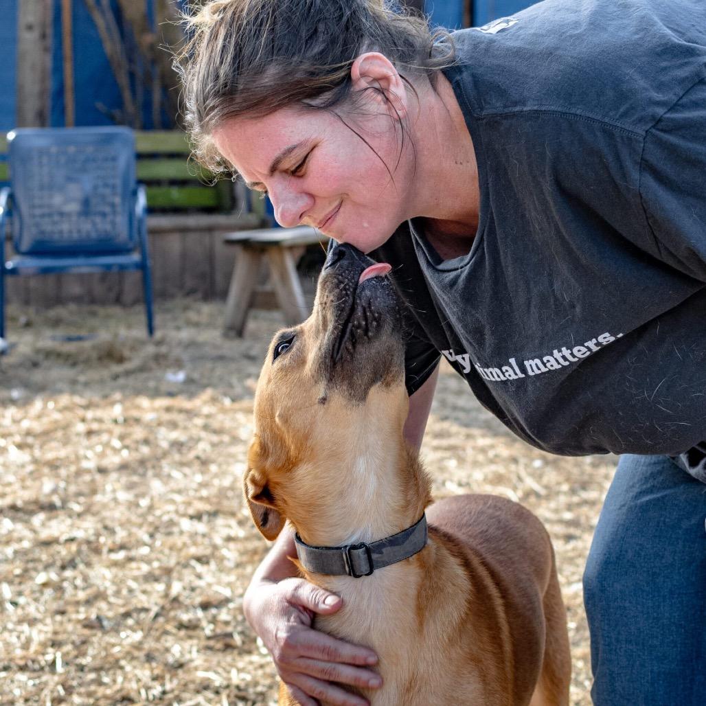Enlarge Declyn, a Adoptable Mixed Breed in Colorado Springs, CO image 3/6