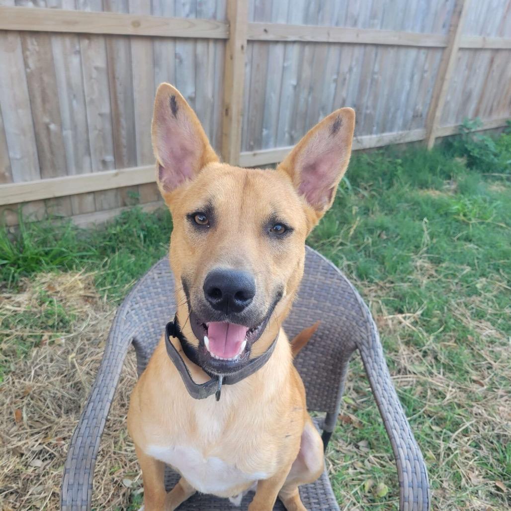 Enlarge Declyn, a Adoptable Mixed Breed in Colorado Springs, CO image 4/6