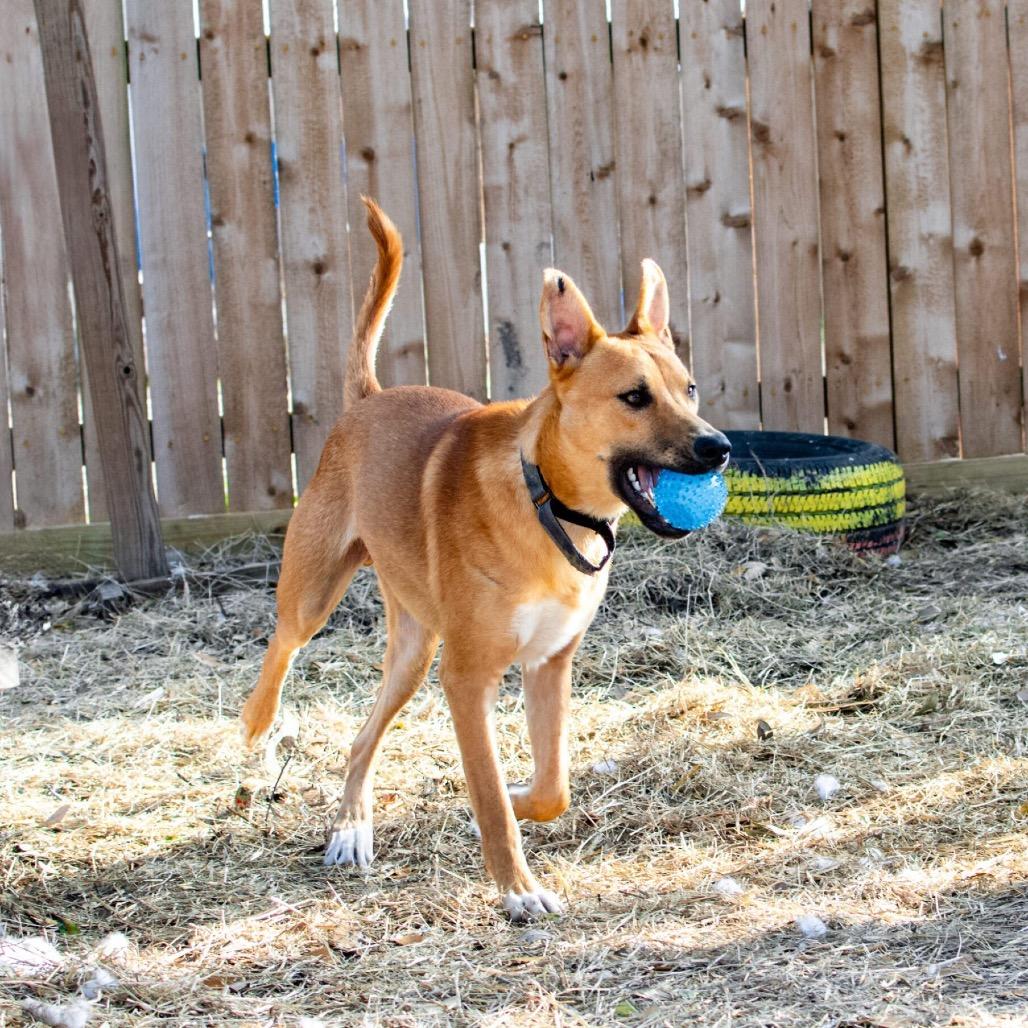 Enlarge Declyn, a Adoptable Mixed Breed in Colorado Springs, CO image 5/6