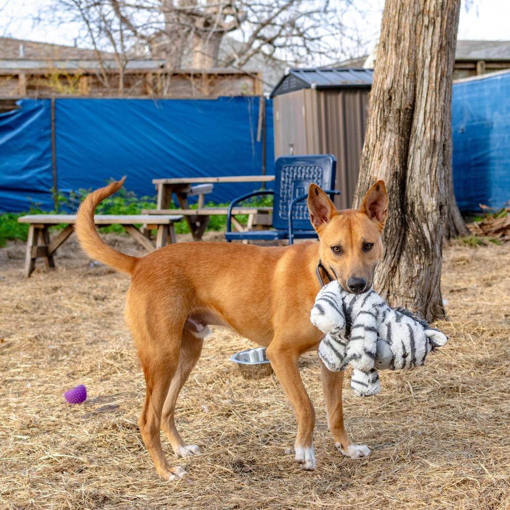 Enlarge Declyn, a Adoptable Mixed Breed in Colorado Springs, CO image 6/6