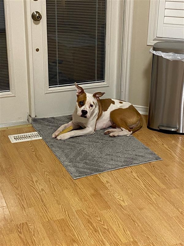 Enlarge Winnie, an adopted mixed breed in Bowmanville, ON image 5/5