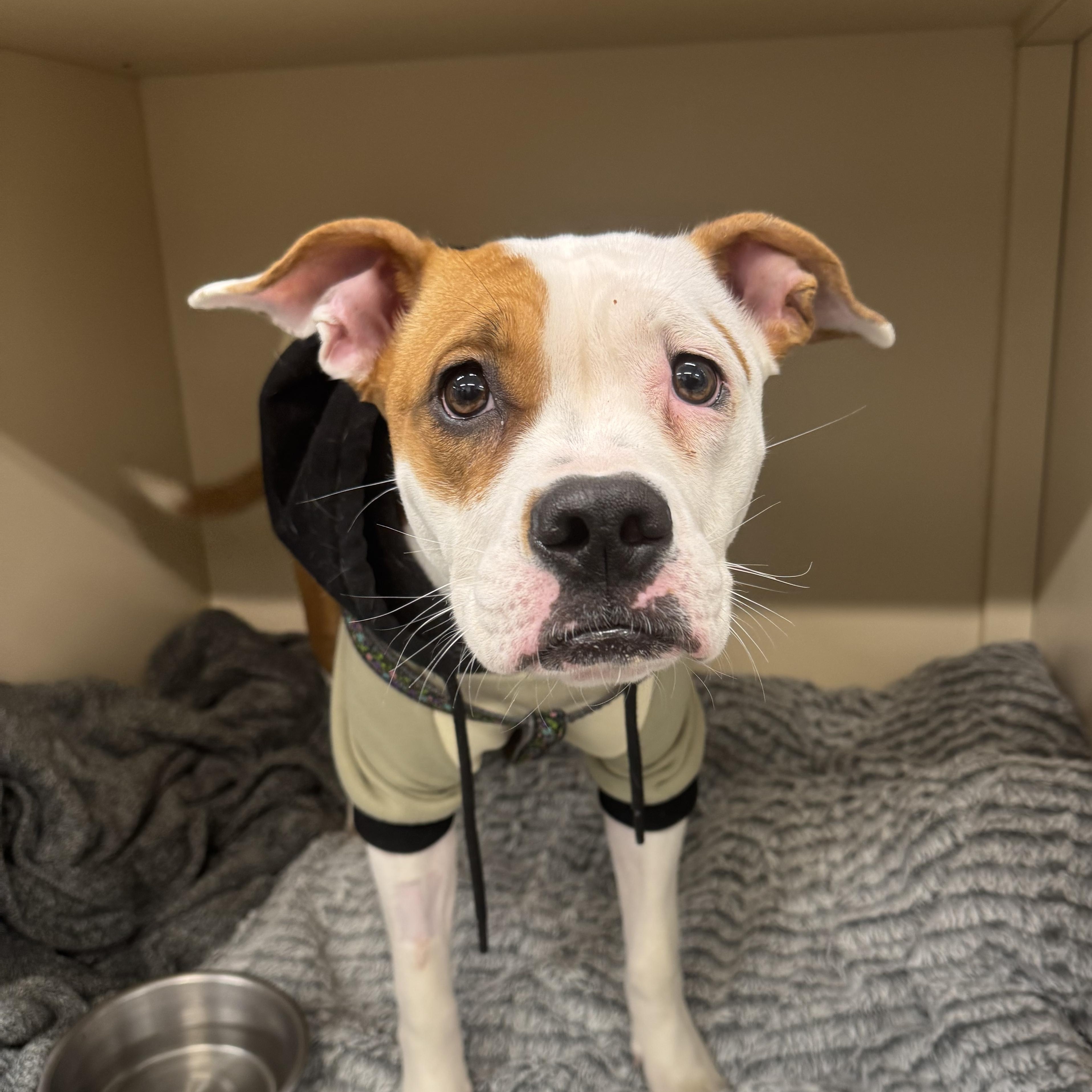 Enlarge Winnie, an adopted mixed breed in Bowmanville, ON image 1/5