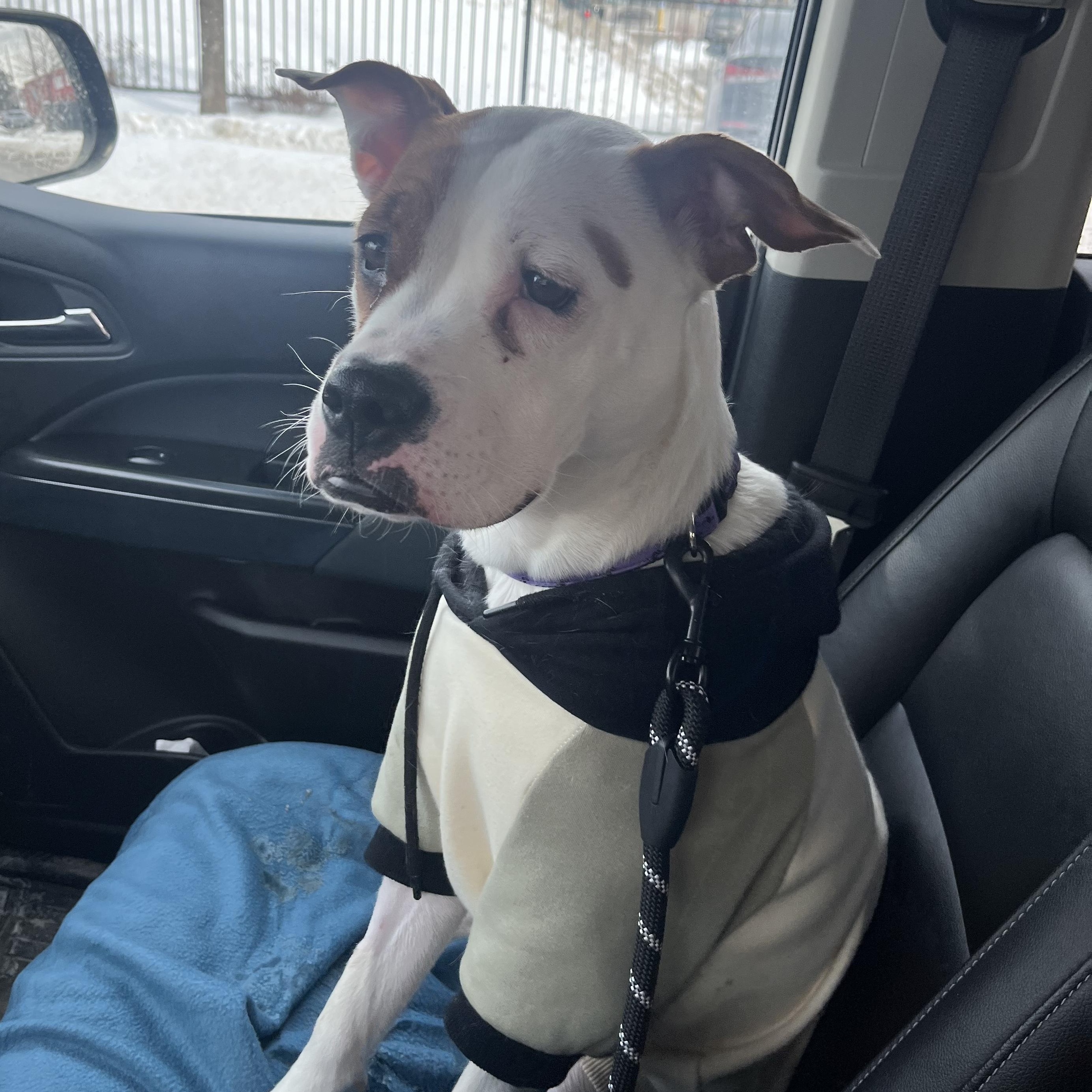 Enlarge Winnie, an adopted mixed breed in Bowmanville, ON image 3/5