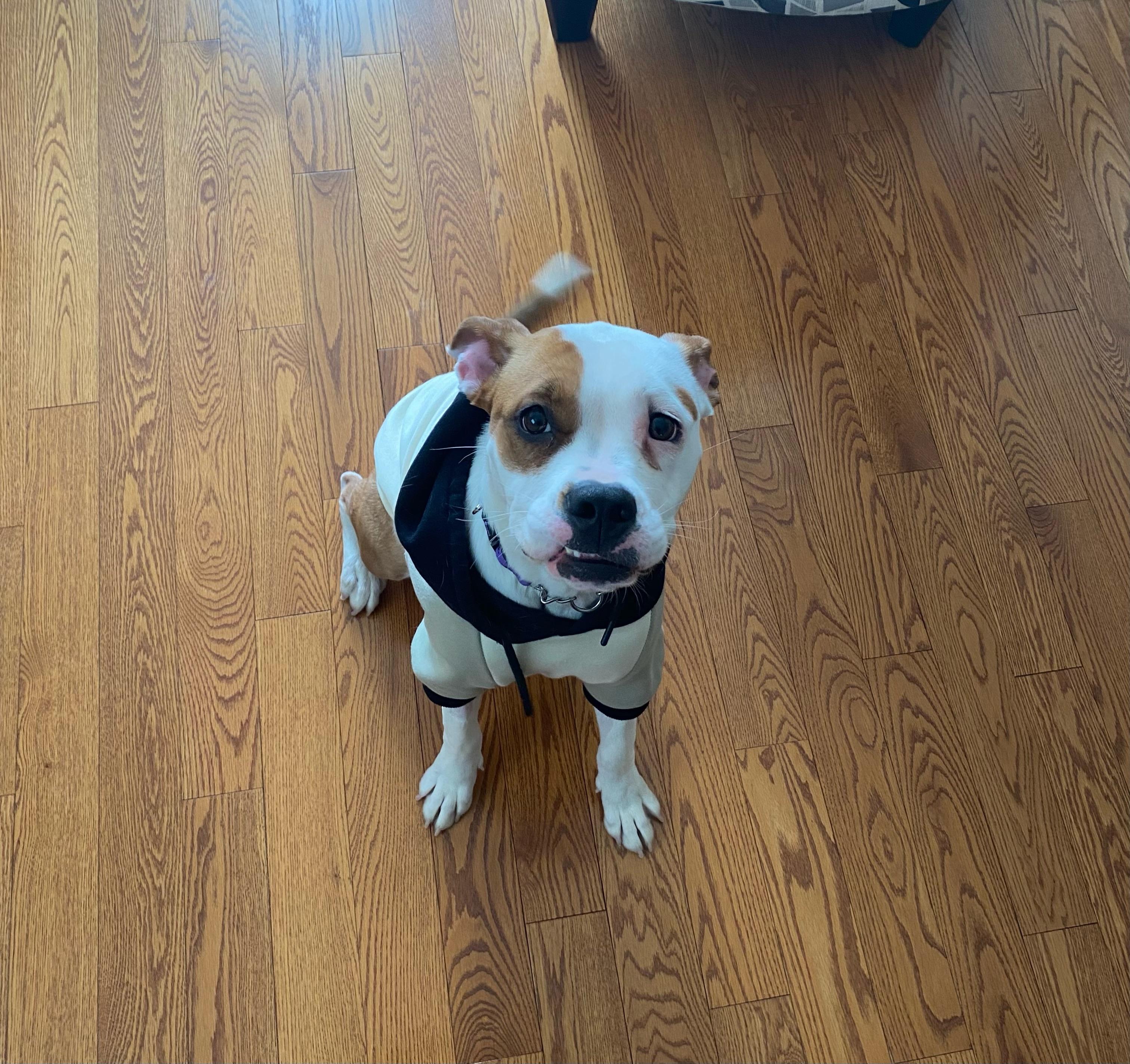 Enlarge Winnie, an adopted mixed breed in Bowmanville, ON image 2/5