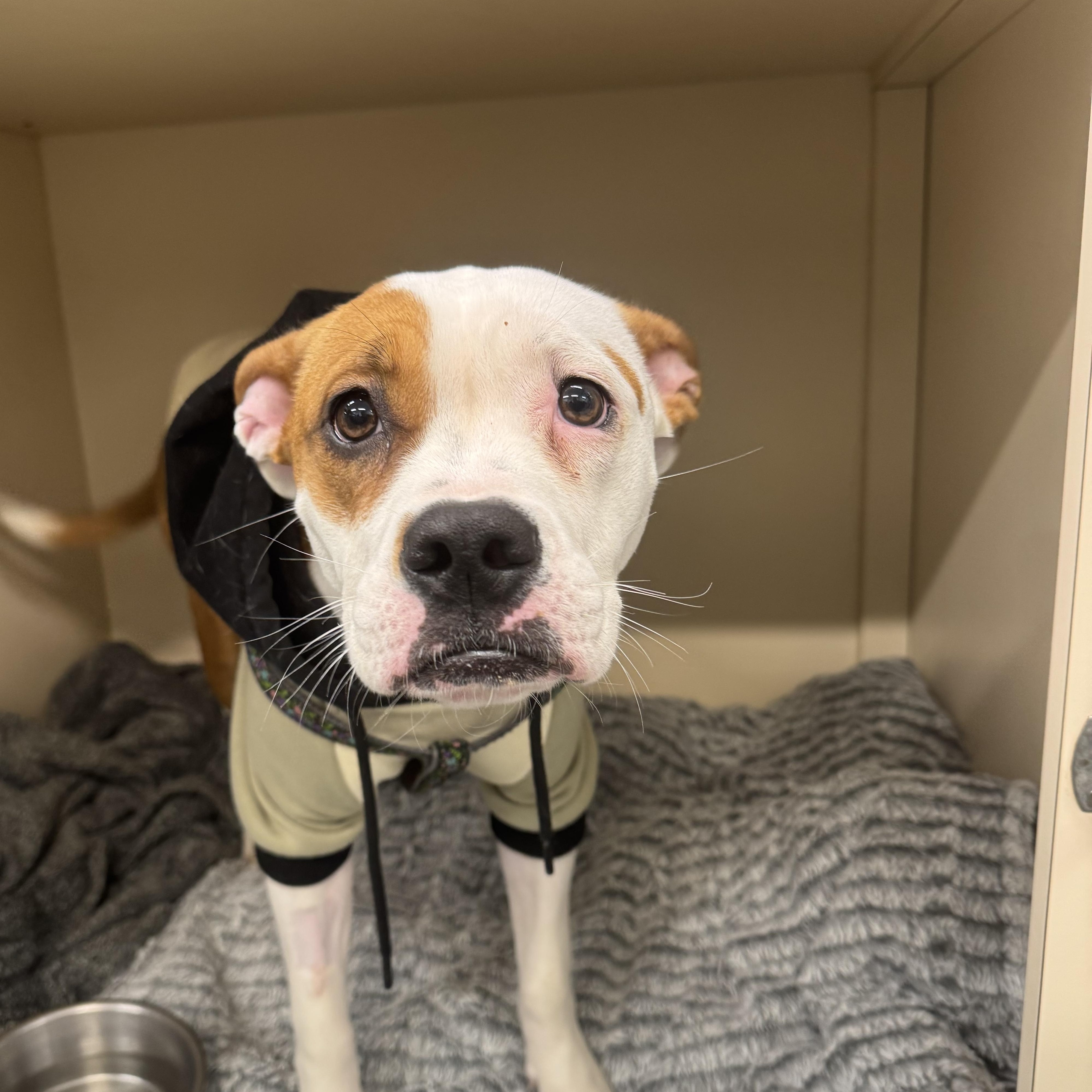 Enlarge Winnie, an adopted mixed breed in Bowmanville, ON image 4/5