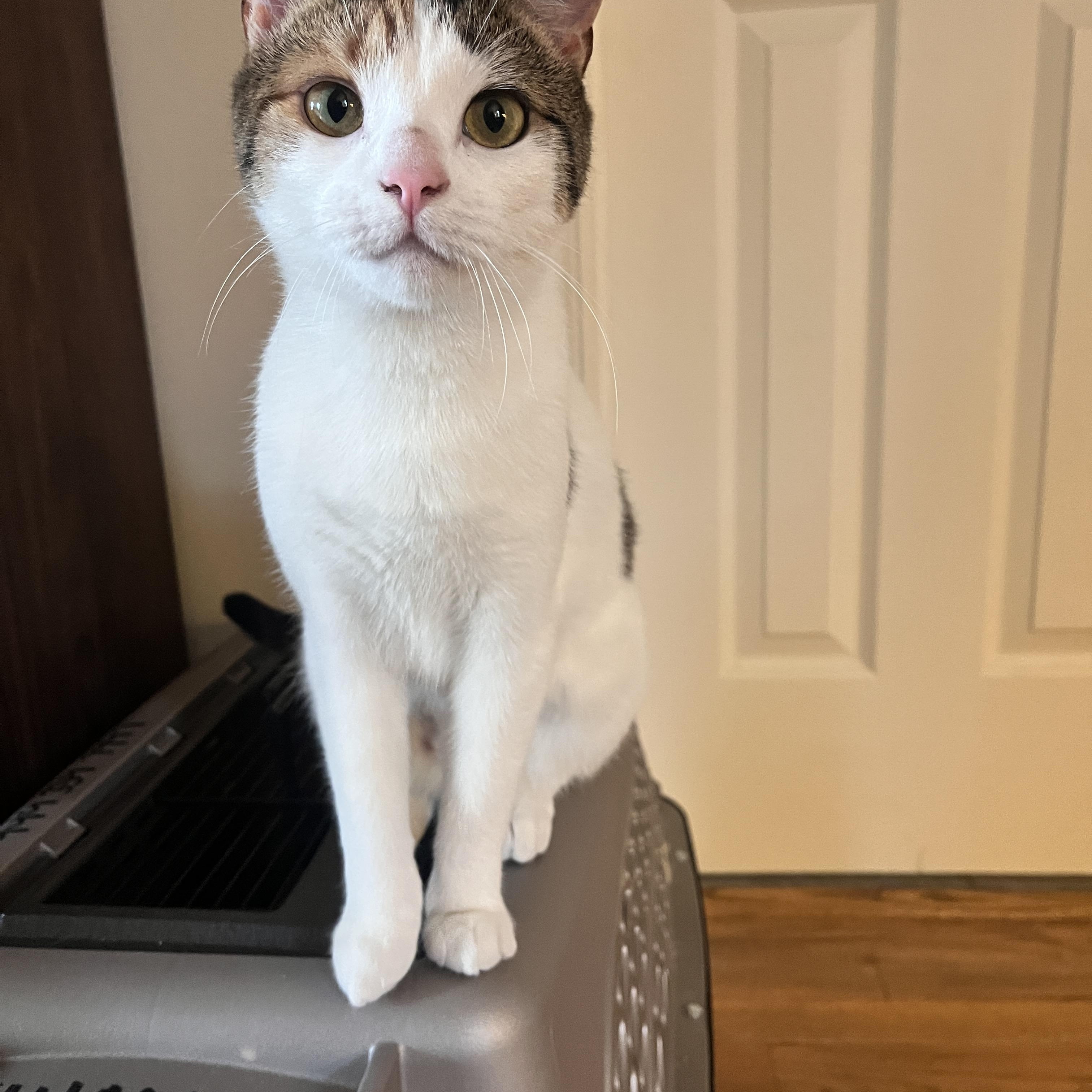 Eloise , ADOPTABLE, Young Female Domestic Short Hair.