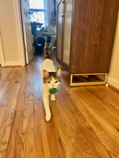 Eloise , a ADOPTABLE Domestic Short Hair in Fairfax, VA image 3/6