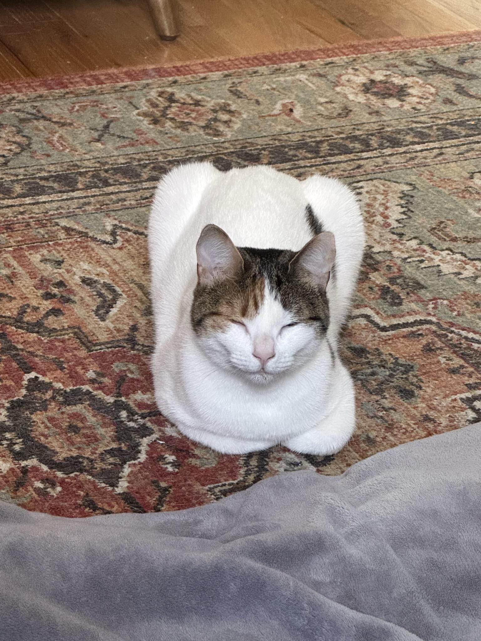 Eloise , a ADOPTABLE Domestic Short Hair in Fairfax, VA image 5/6