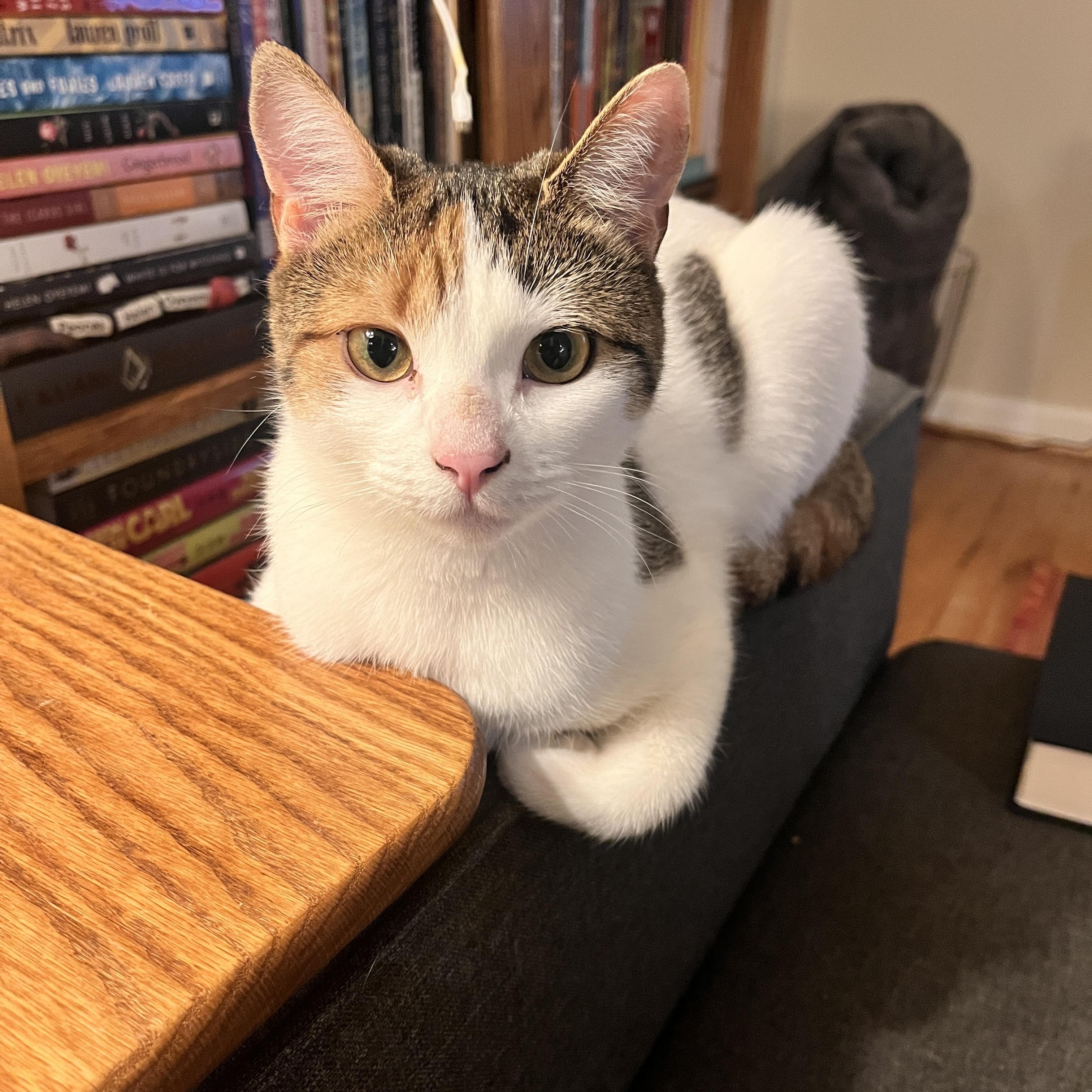 Eloise , a ADOPTABLE Domestic Short Hair in Fairfax, VA image 6/6