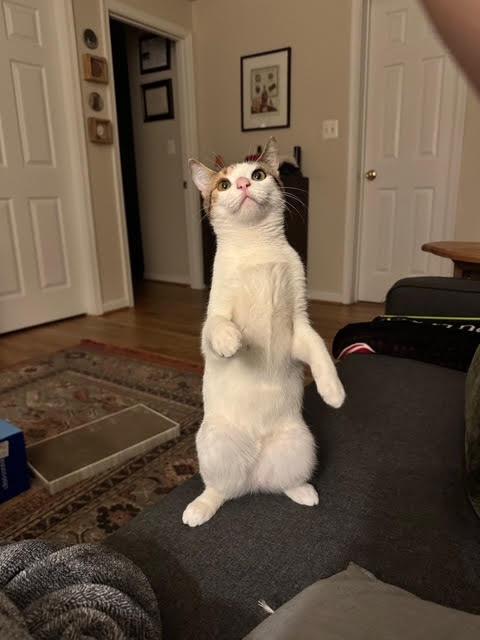 Eloise , a ADOPTABLE Domestic Short Hair in Fairfax, VA image 2/6