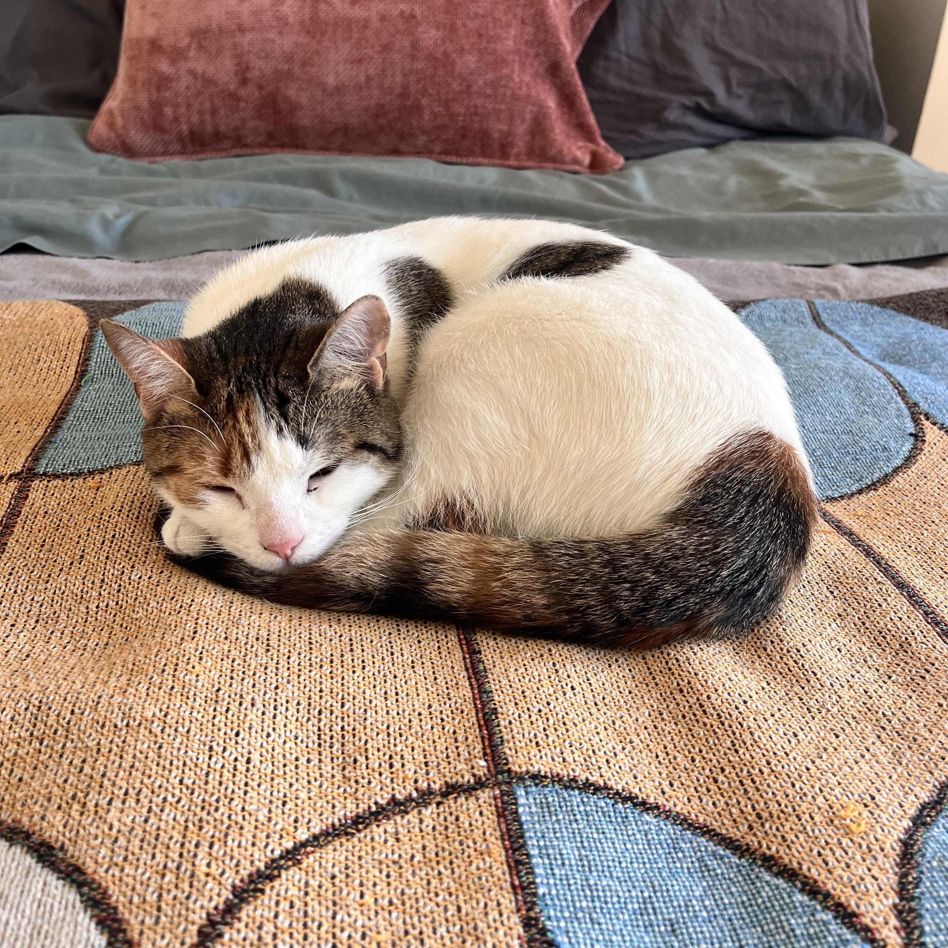 Eloise , a ADOPTABLE Domestic Short Hair in Fairfax, VA image 4/6