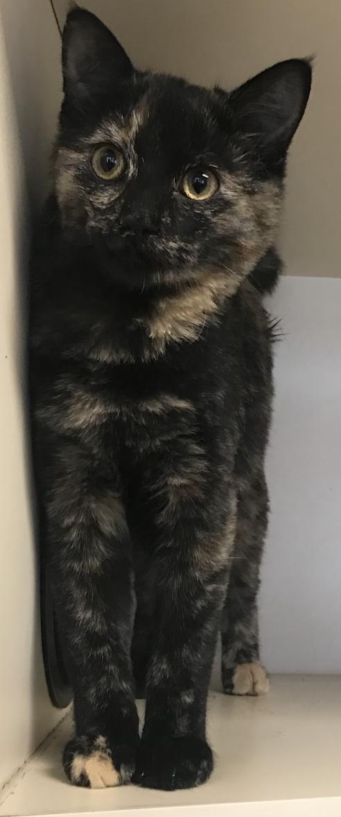 Enlarge Lettuce, a Adopted Domestic Medium Hair in Buena Vista, CO image 1/4
