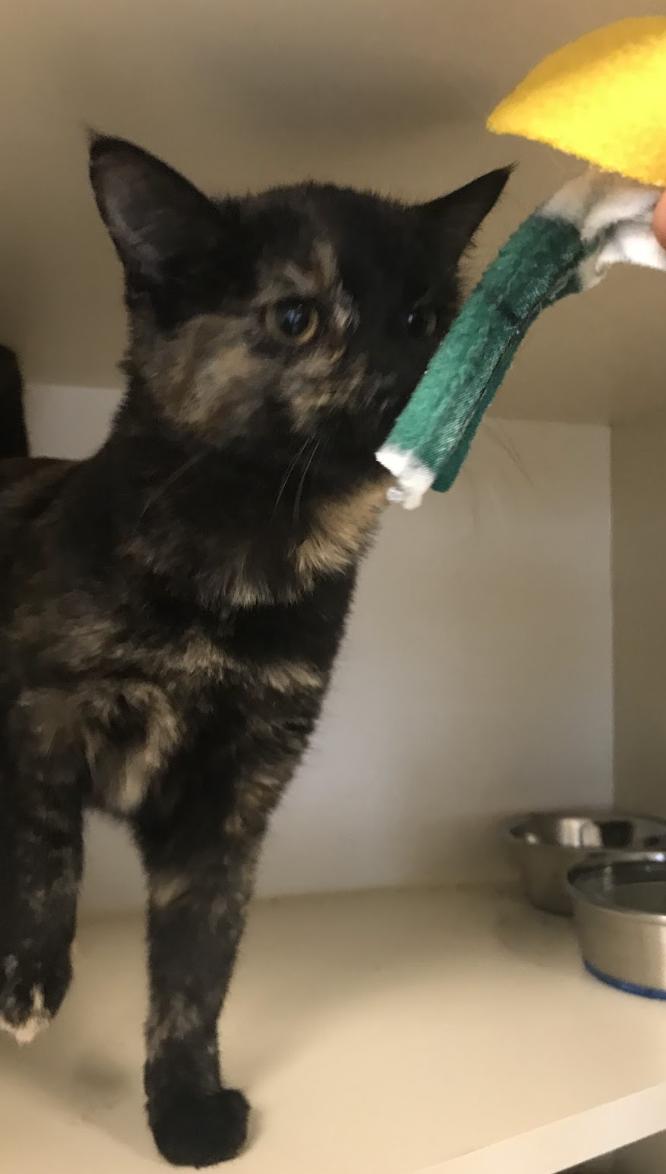 Enlarge Lettuce, a Adopted Domestic Medium Hair in Buena Vista, CO image 3/4