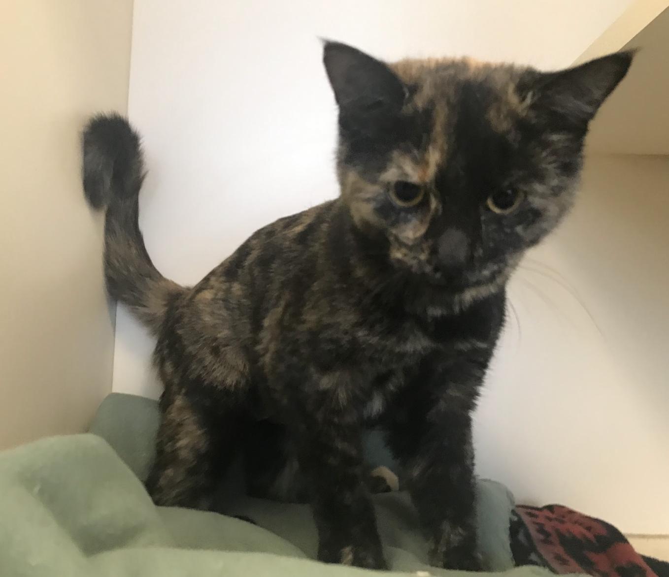 Enlarge Lettuce, a Adopted Domestic Medium Hair in Buena Vista, CO image 4/4