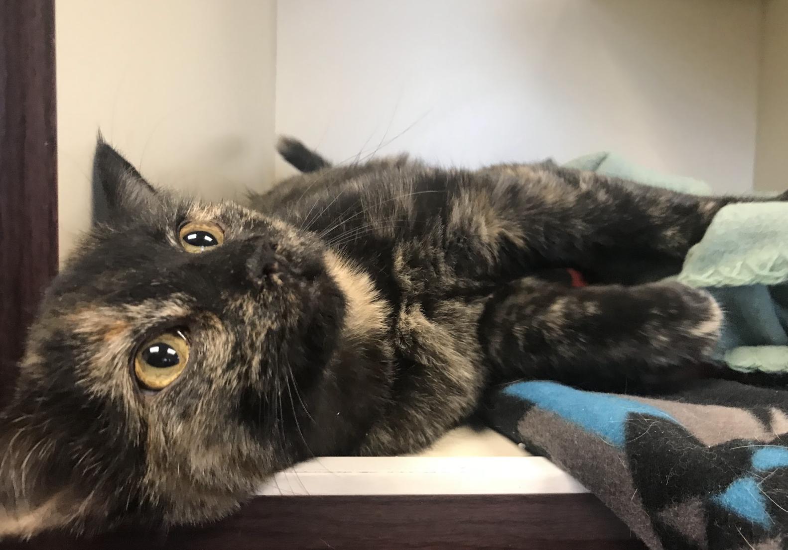 Enlarge Lettuce, a Adopted Domestic Medium Hair in Buena Vista, CO image 2/4