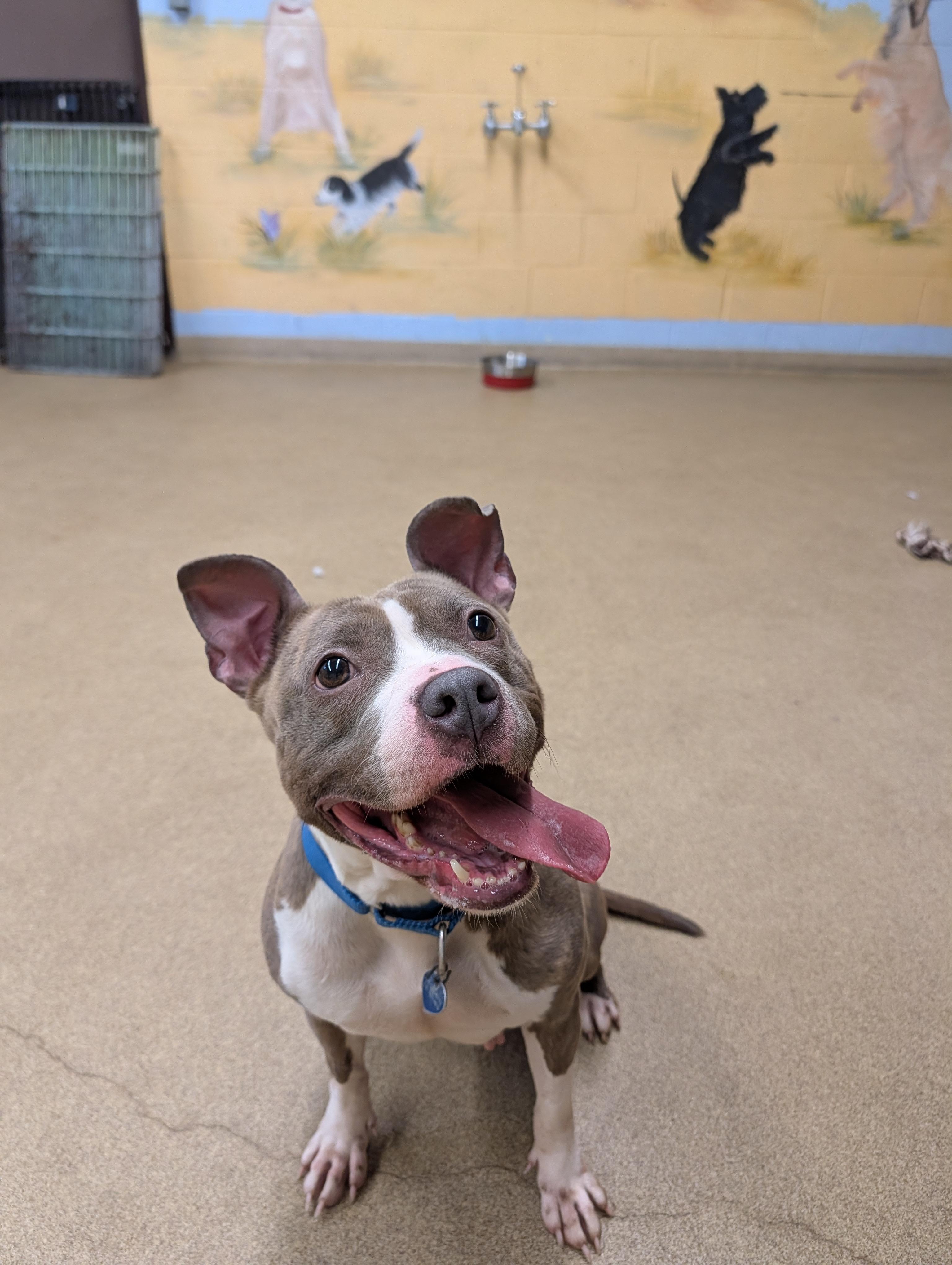Bunny, a ADOPTABLE Pit Bull Terrier in Port Washington, NY image 3/4