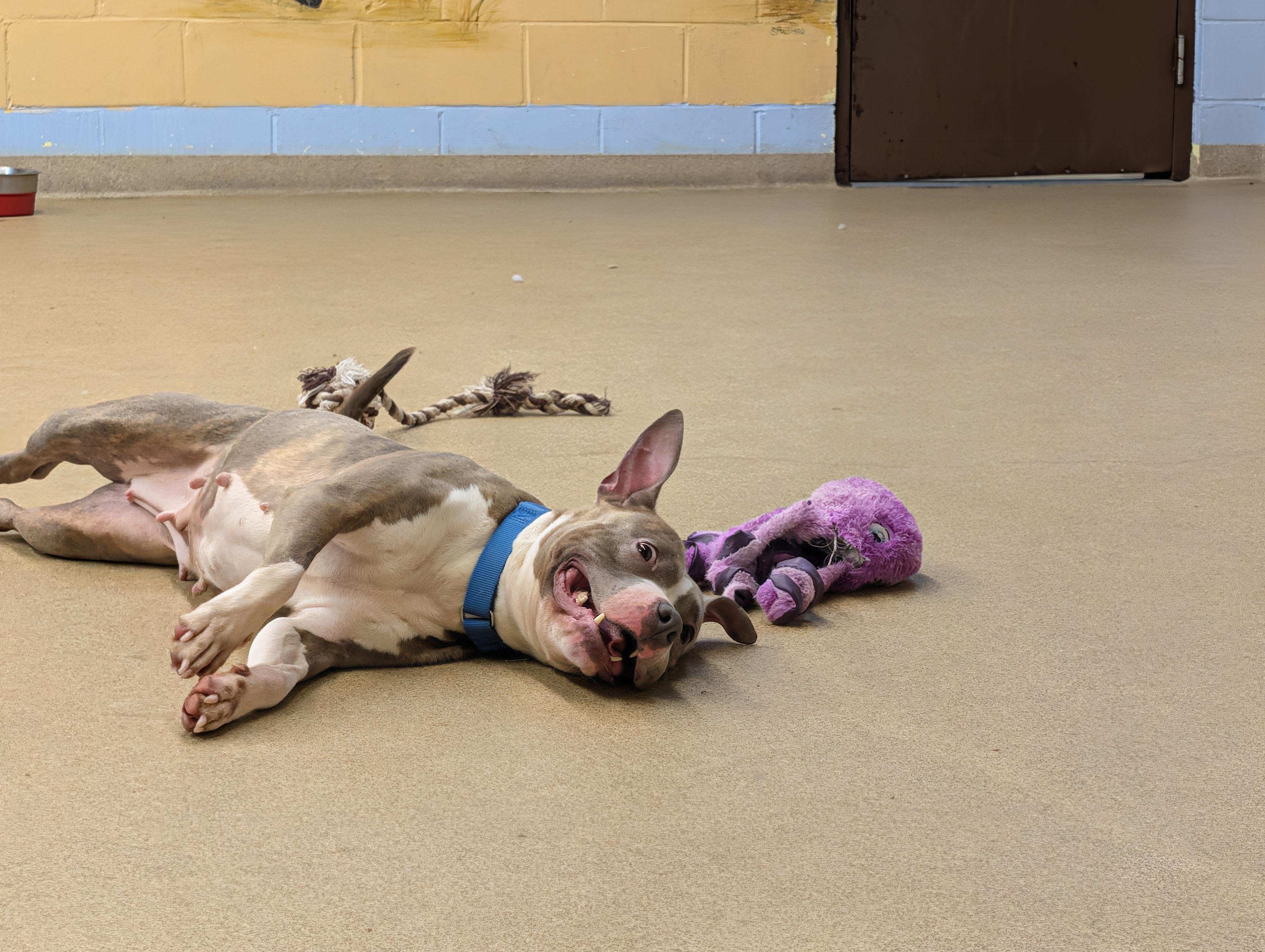 Bunny, a ADOPTABLE Pit Bull Terrier in Port Washington, NY image 4/4