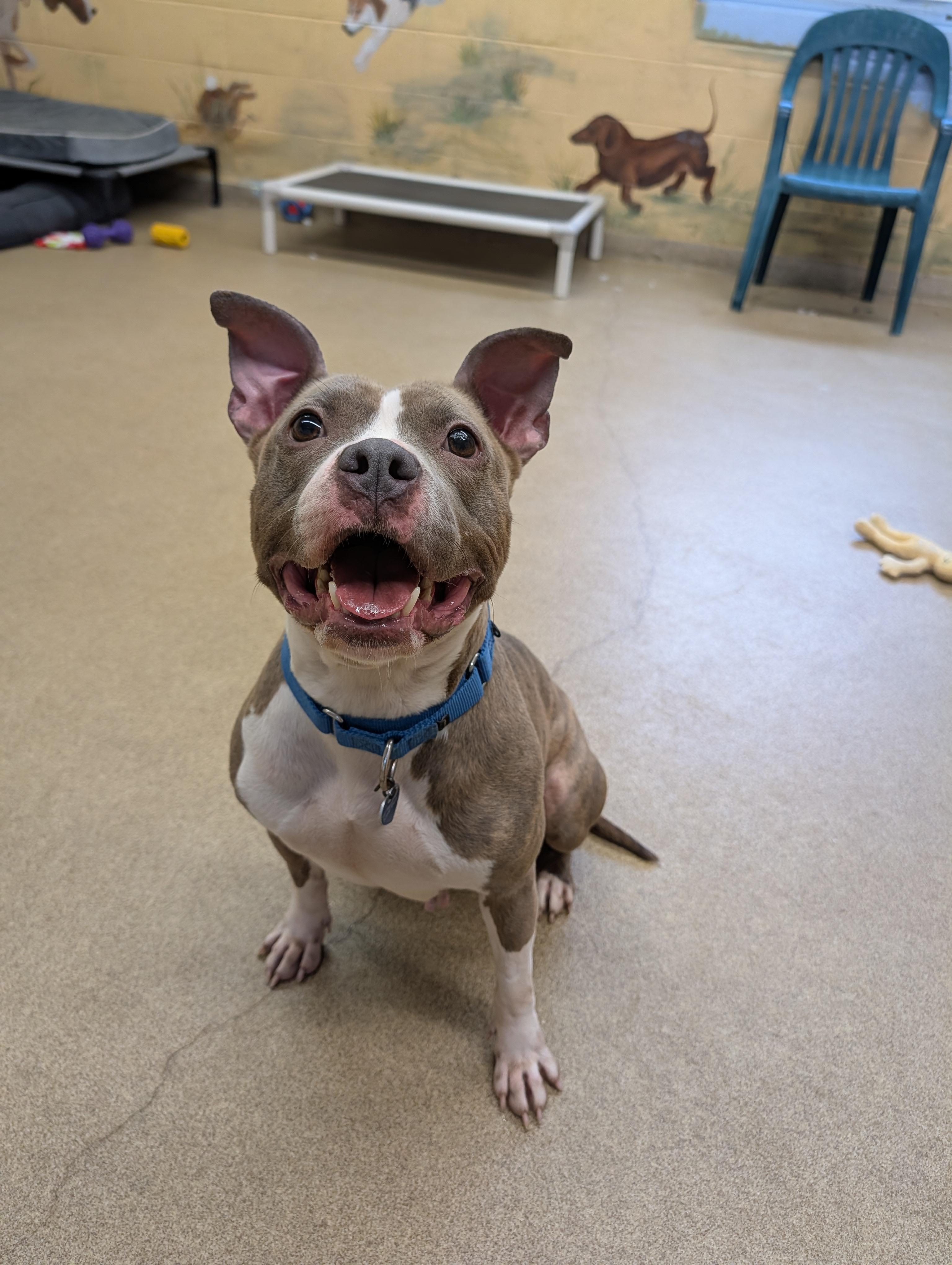 Bunny, a ADOPTABLE Pit Bull Terrier in Port Washington, NY image 1/4