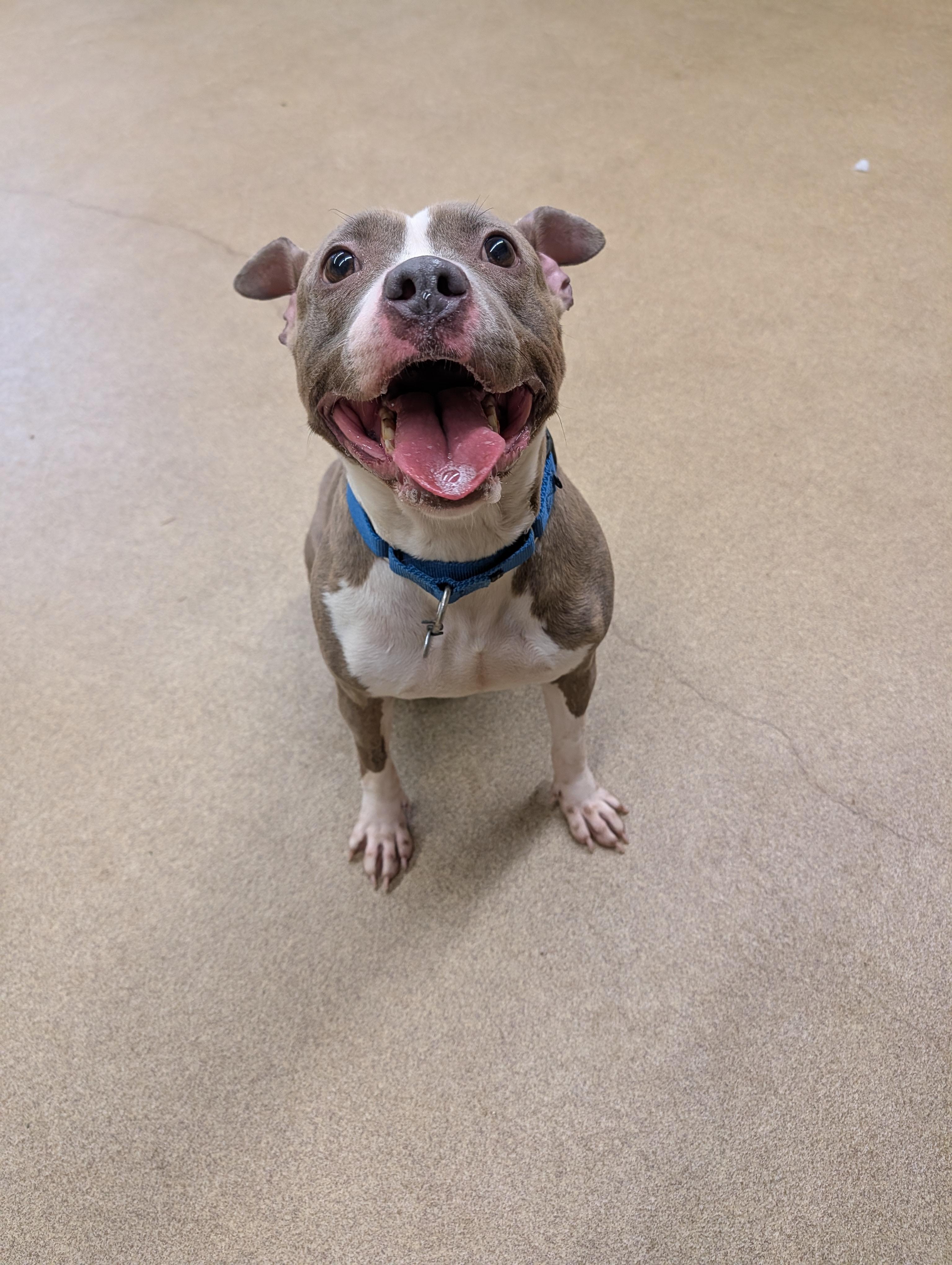 Bunny, a ADOPTABLE Pit Bull Terrier in Port Washington, NY image 2/4