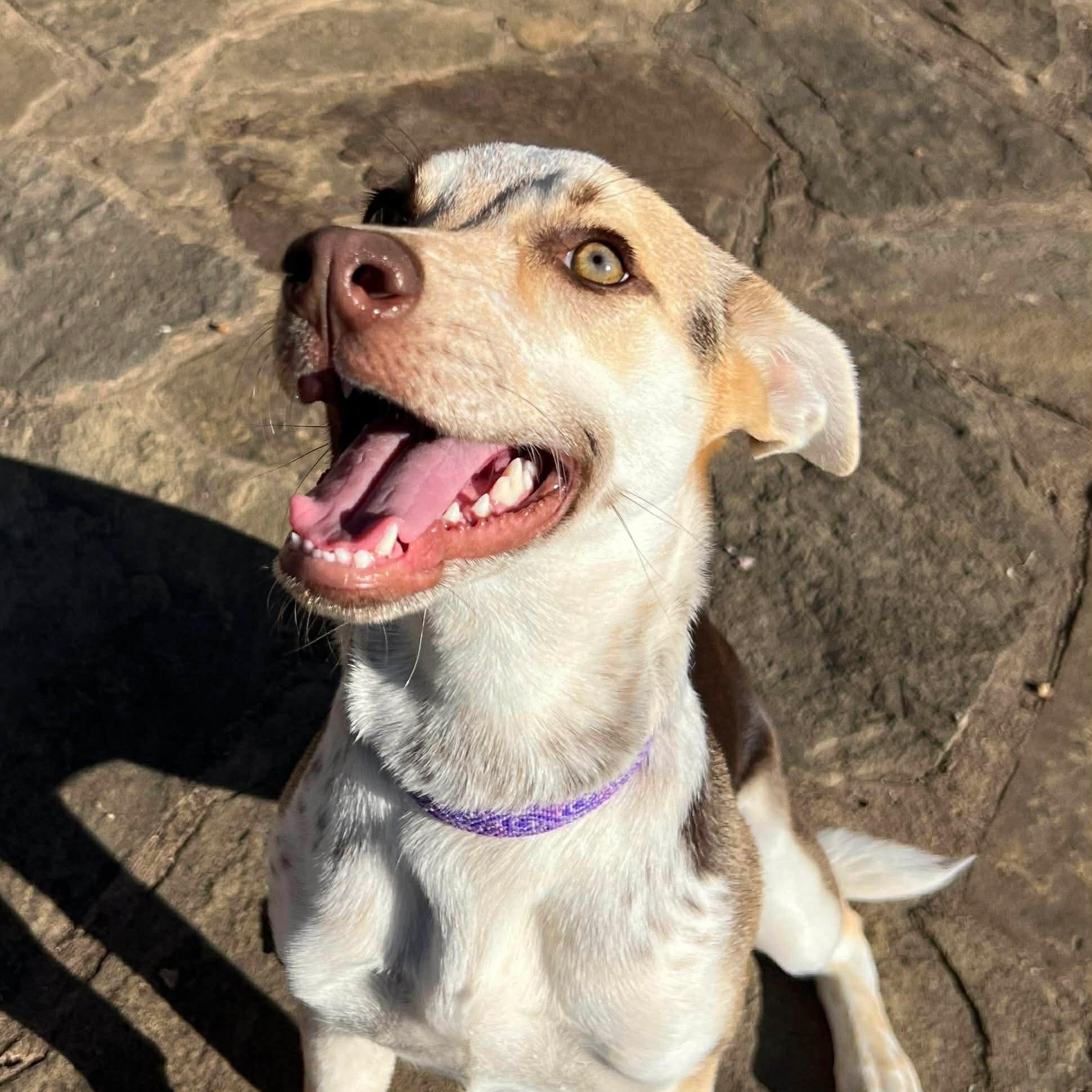 Bunny — thumbnail 5