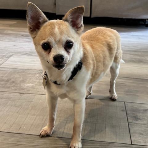 Winston, Adoptable, Senior Male Chihuahua.