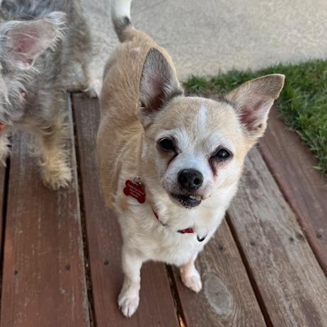 Enlarge Winston, a Adoptable Chihuahua in Jacksonville, FL image 2/3