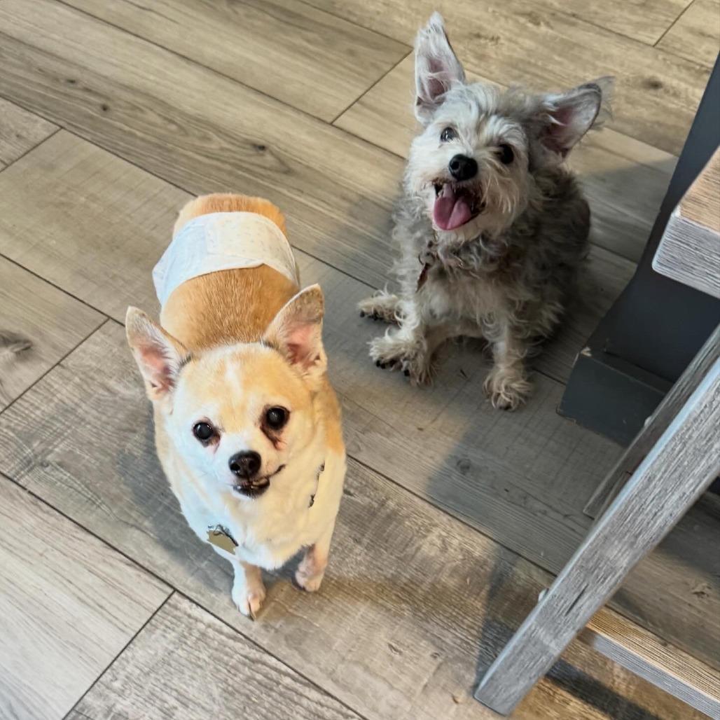 Enlarge Winston, a Adoptable Chihuahua in Jacksonville, FL image 3/3