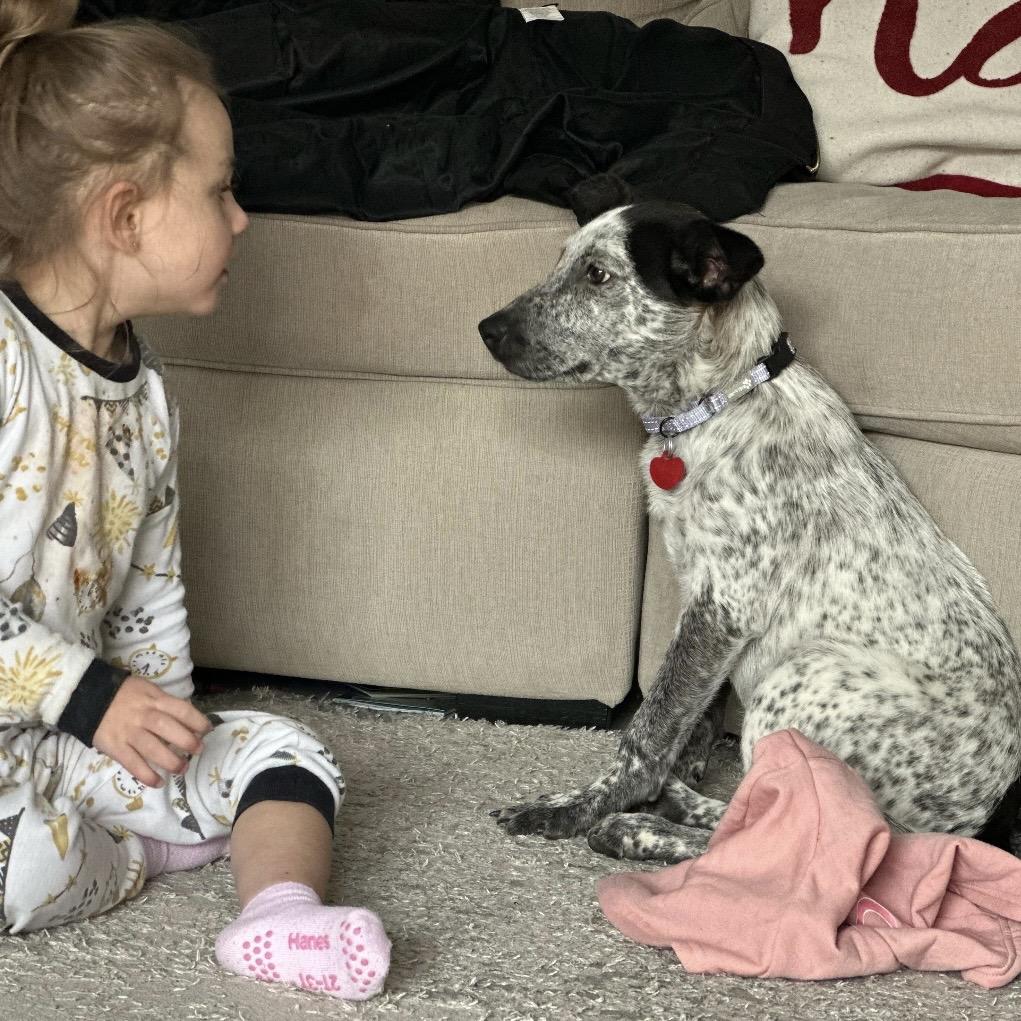 Enlarge LUMI, a Adoptable Australian Cattle Dog / Blue Heeler in Atco, NJ image 3/6