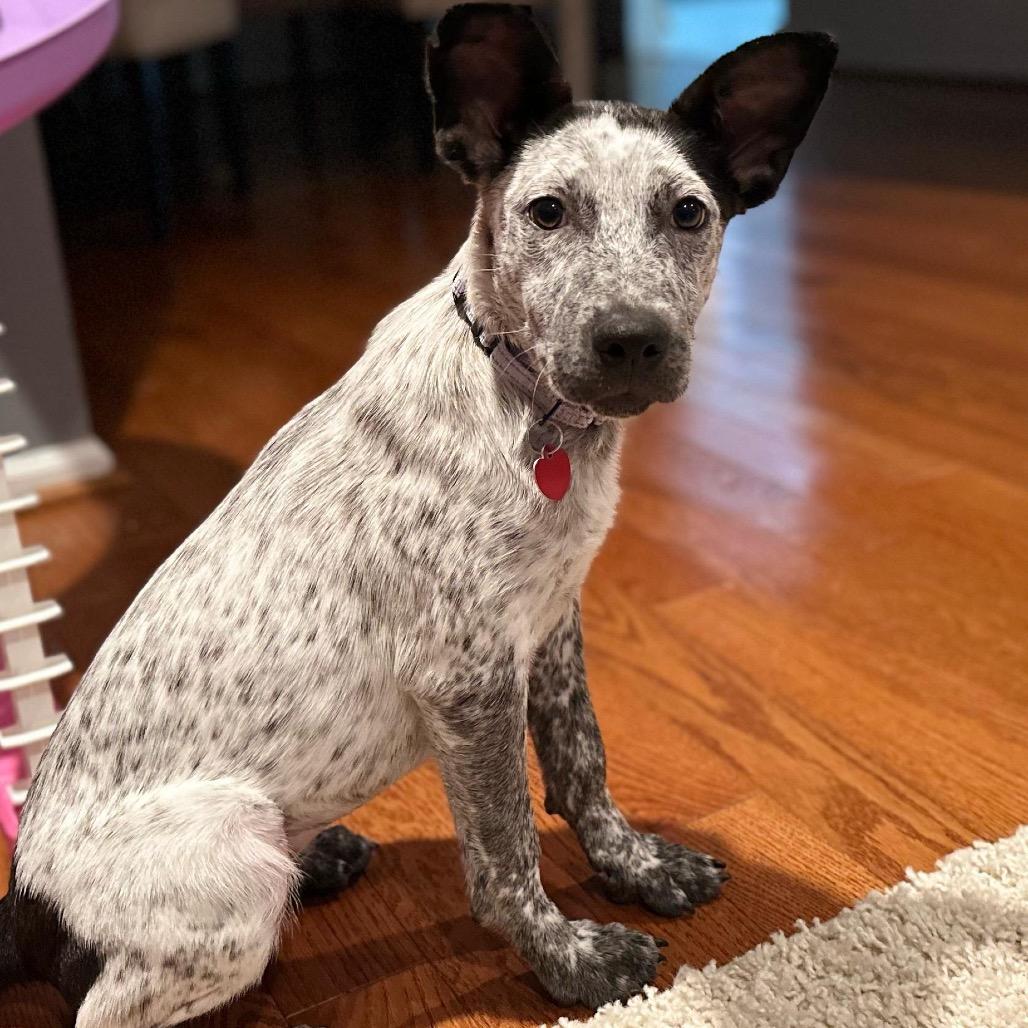Enlarge LUMI, a Adoptable Australian Cattle Dog / Blue Heeler in Atco, NJ image 4/6