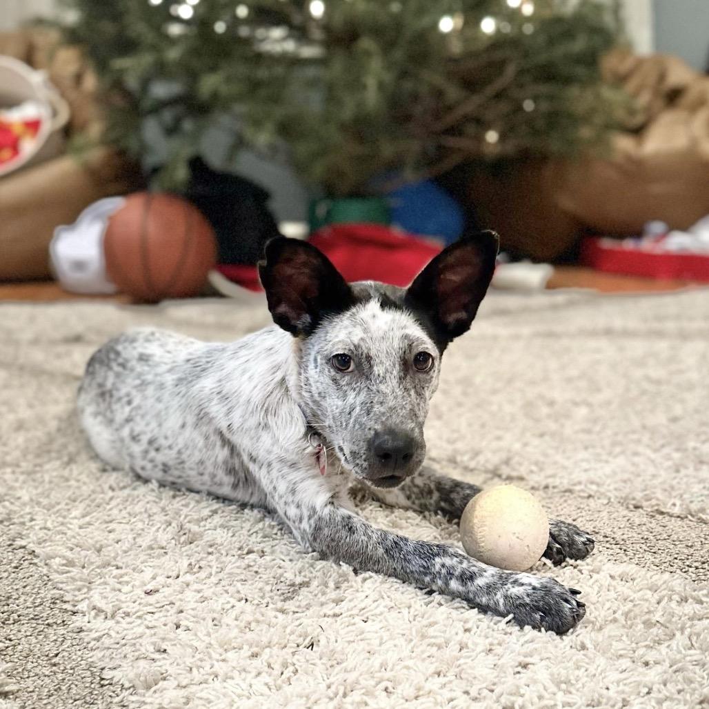 Enlarge LUMI, a Adoptable Australian Cattle Dog / Blue Heeler in Atco, NJ image 5/6