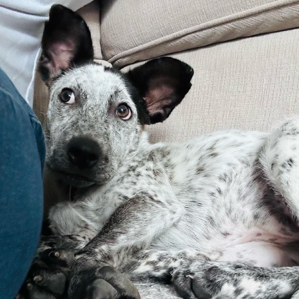 Enlarge LUMI, a Adoptable Australian Cattle Dog / Blue Heeler in Atco, NJ image 6/6