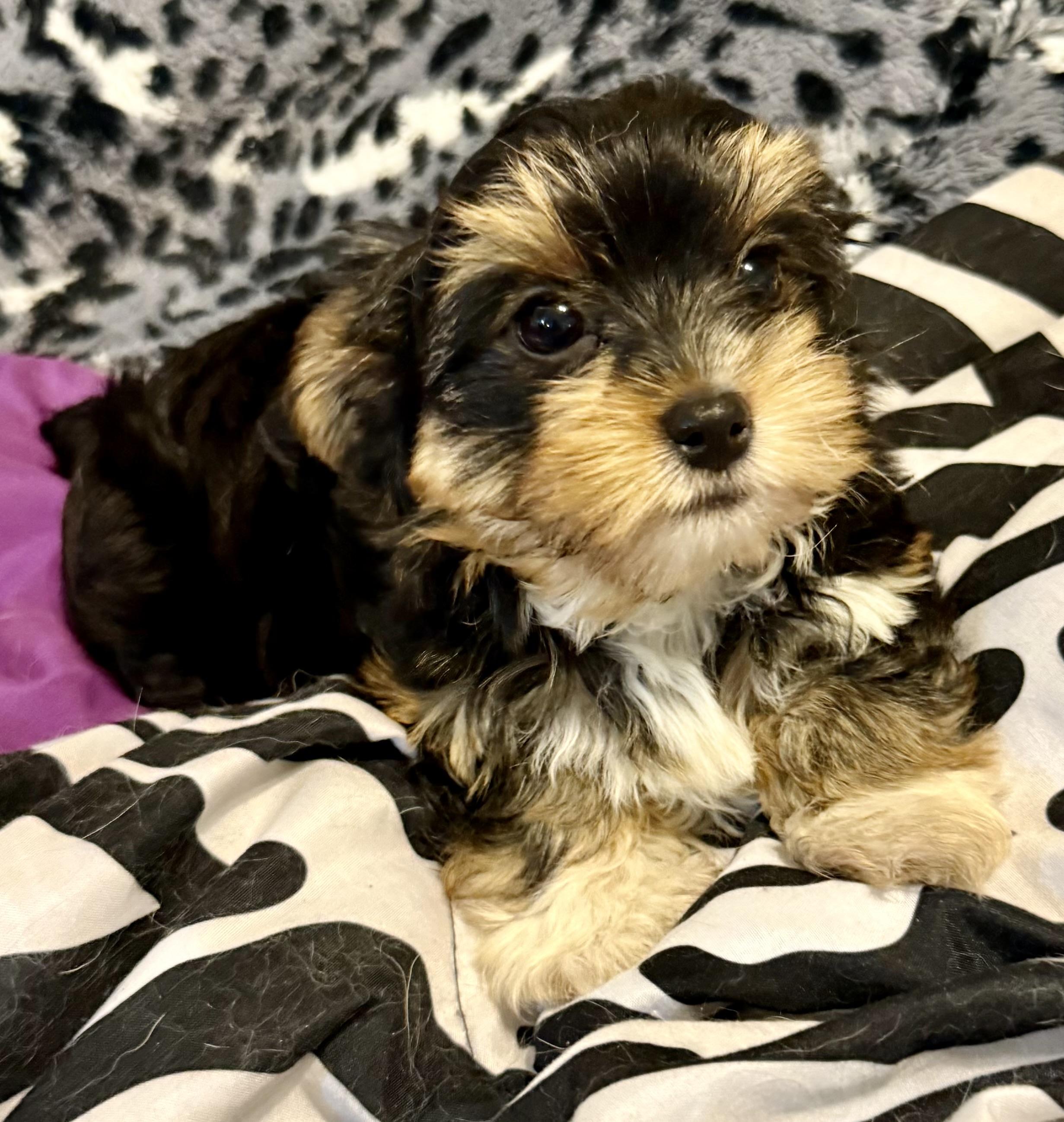 Hypoallergenic Cami Yorkie Puppy , an adopted Yorkshire Terrier in Boca Raton, FL image 5/6