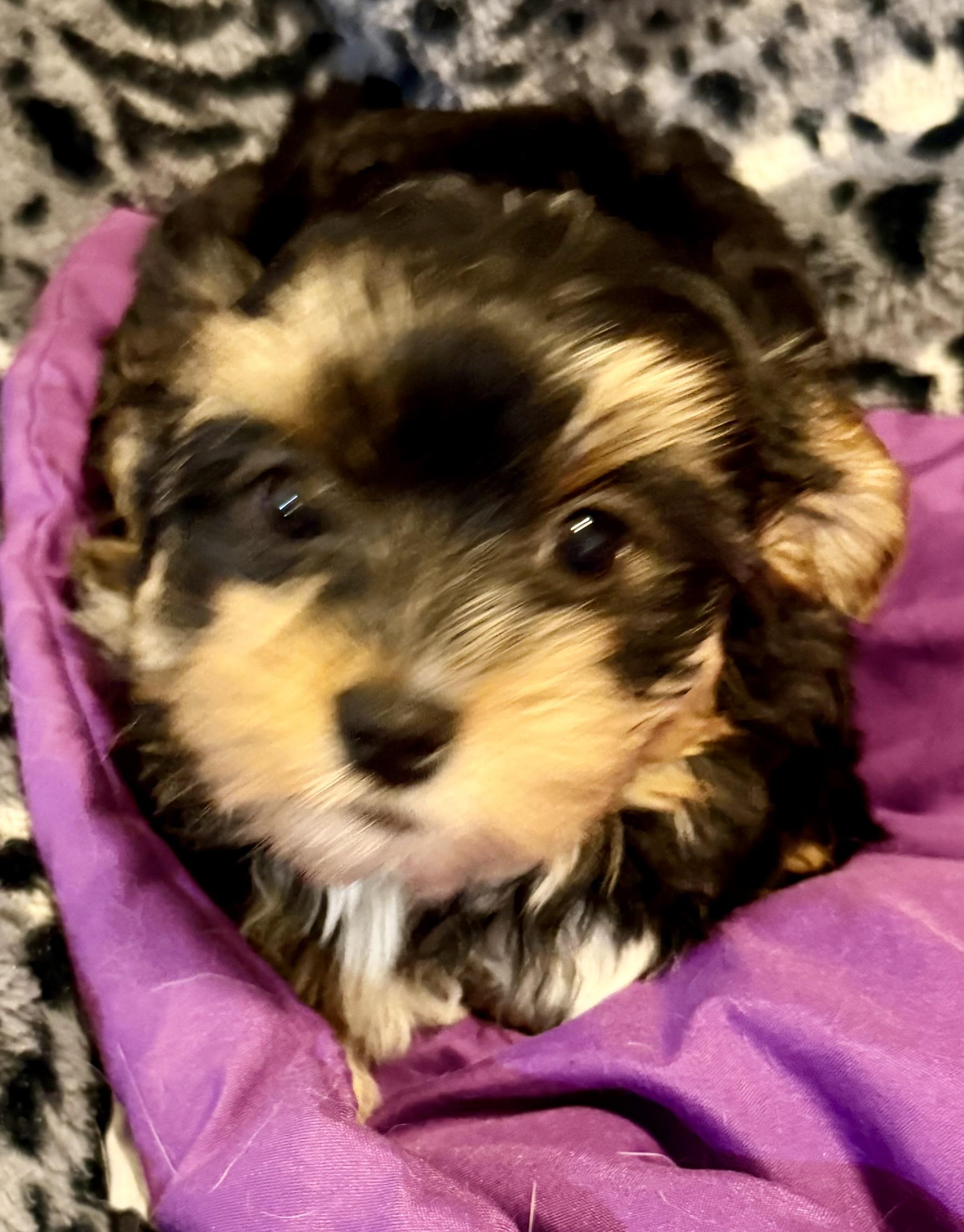 Hypoallergenic Cami Yorkie Puppy , an adopted Yorkshire Terrier in Boca Raton, FL image 4/6