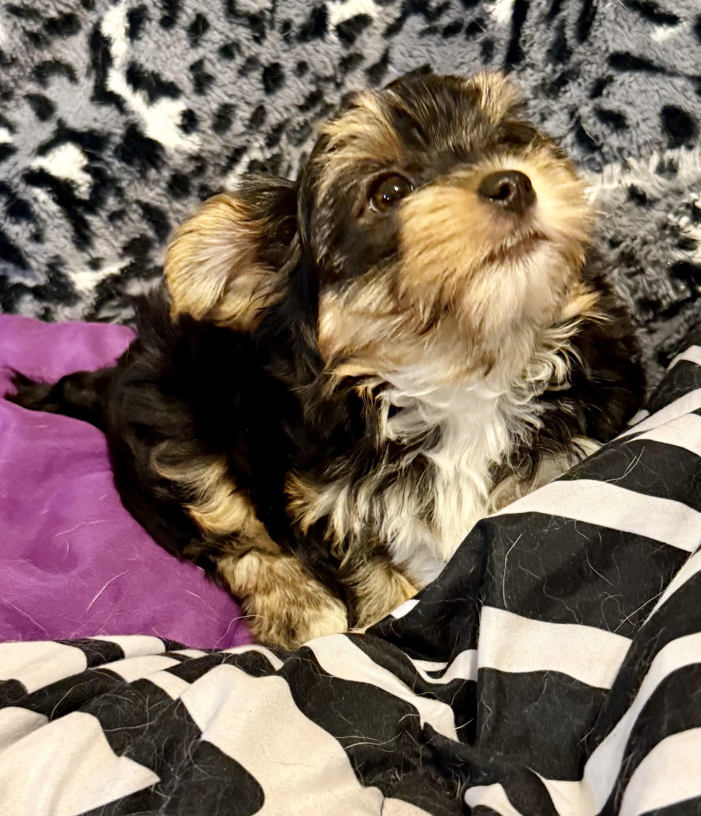 Hypoallergenic Cami Yorkie Puppy , an adopted Yorkshire Terrier in Boca Raton, FL image 3/6