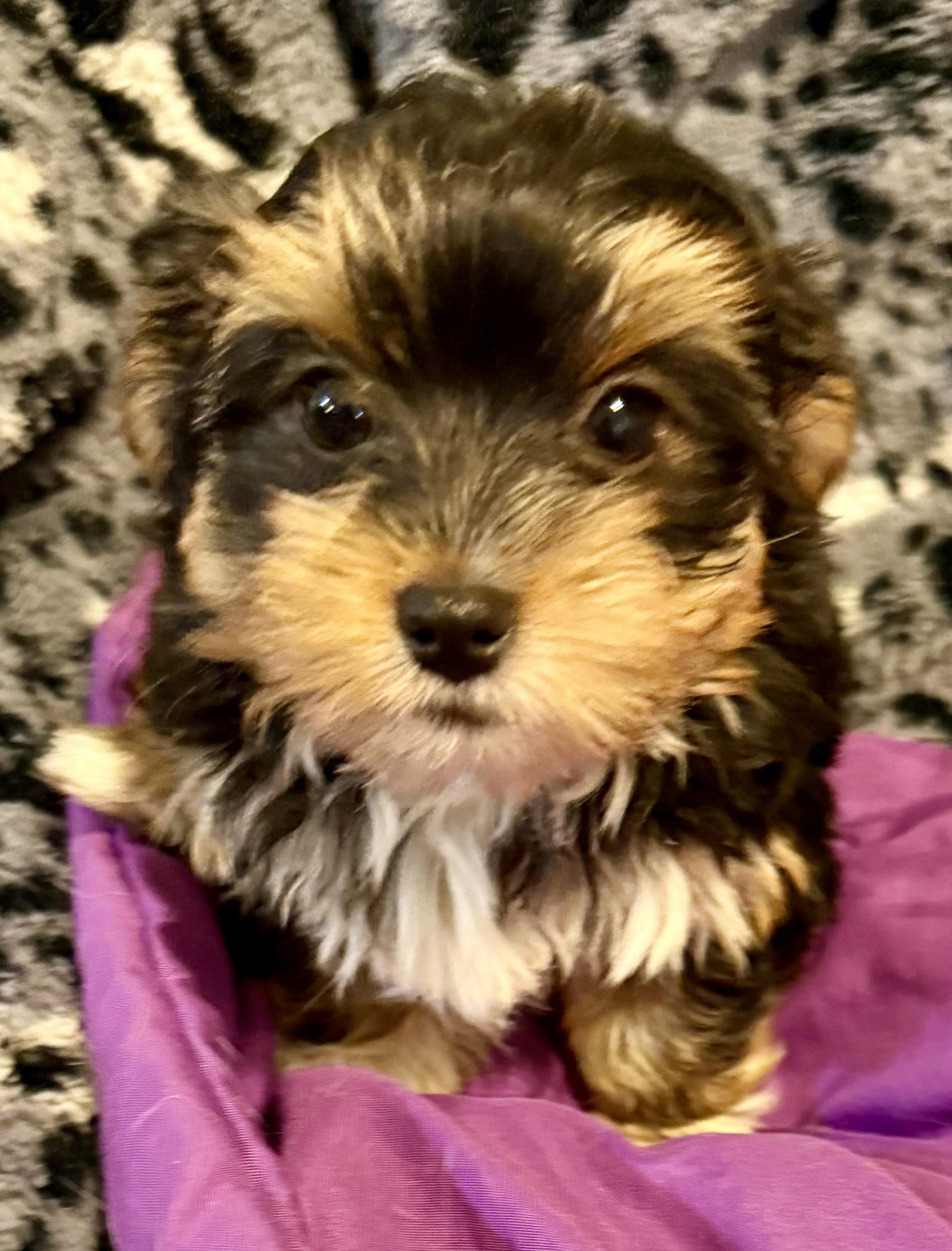 Hypoallergenic Cami Yorkie Puppy , adopted, Puppy Female Yorkshire Terrier.