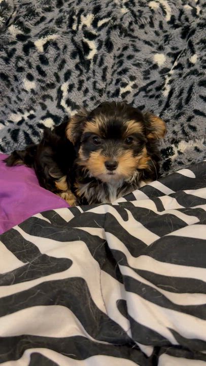 Enlarge Hypoallergenic Cami Yorkie Puppy , an adopted Yorkshire Terrier in Boca Raton, FL video 2/6